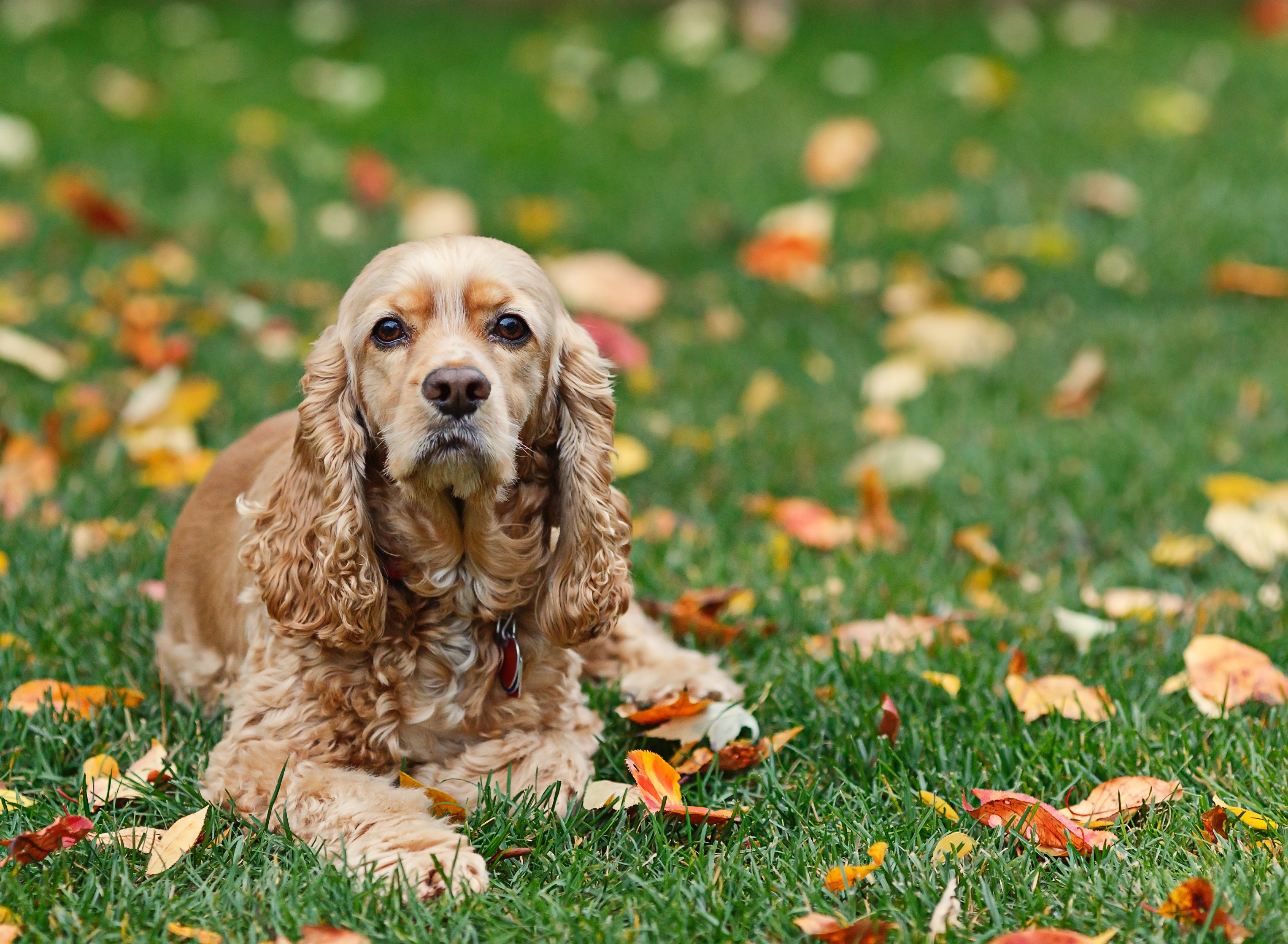 American Cocker Spaniel dog breed laying in the grass with fall leaves scattered about