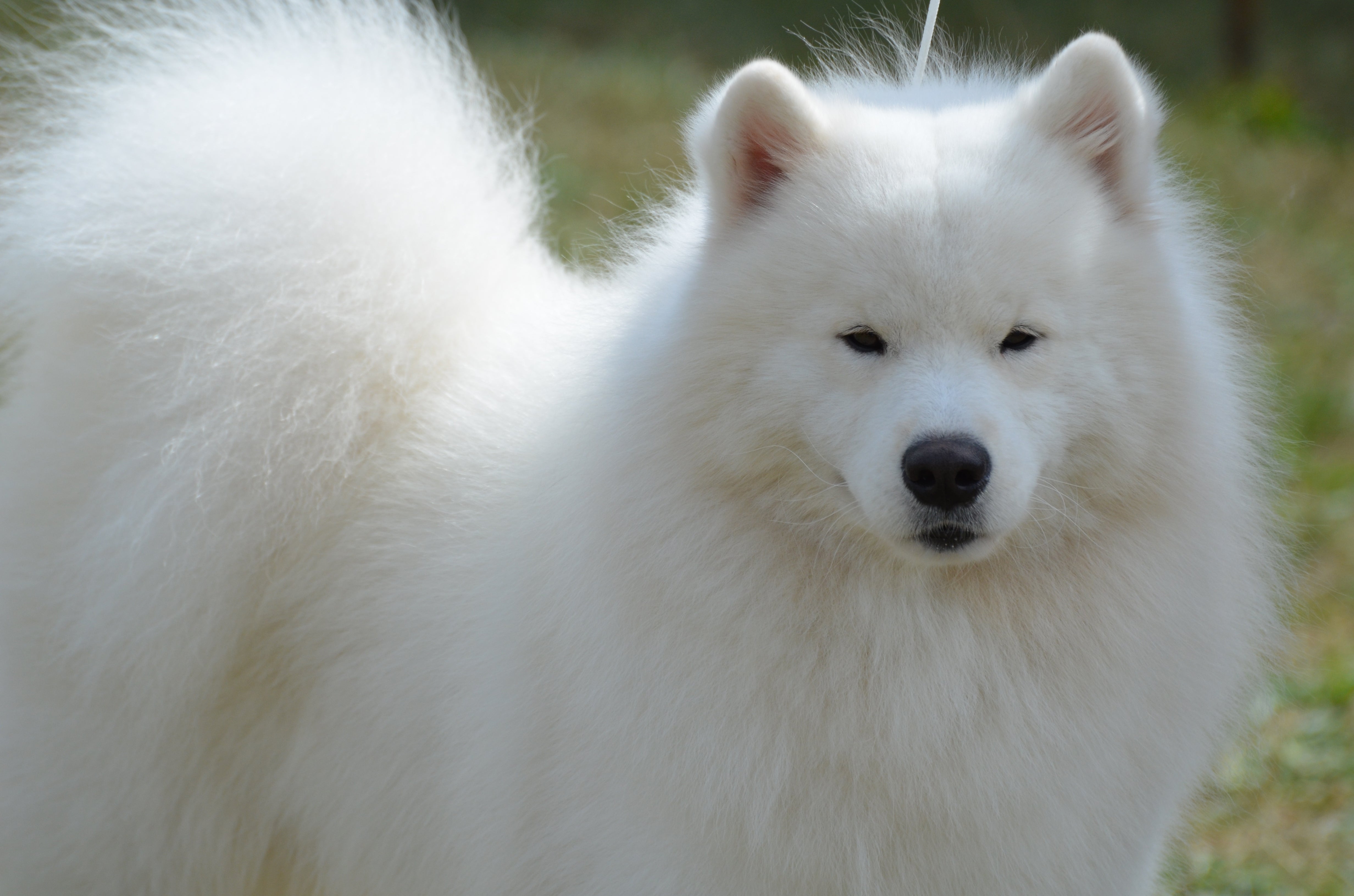 Close up of a fluffy American Eskimo dog breed standing outside