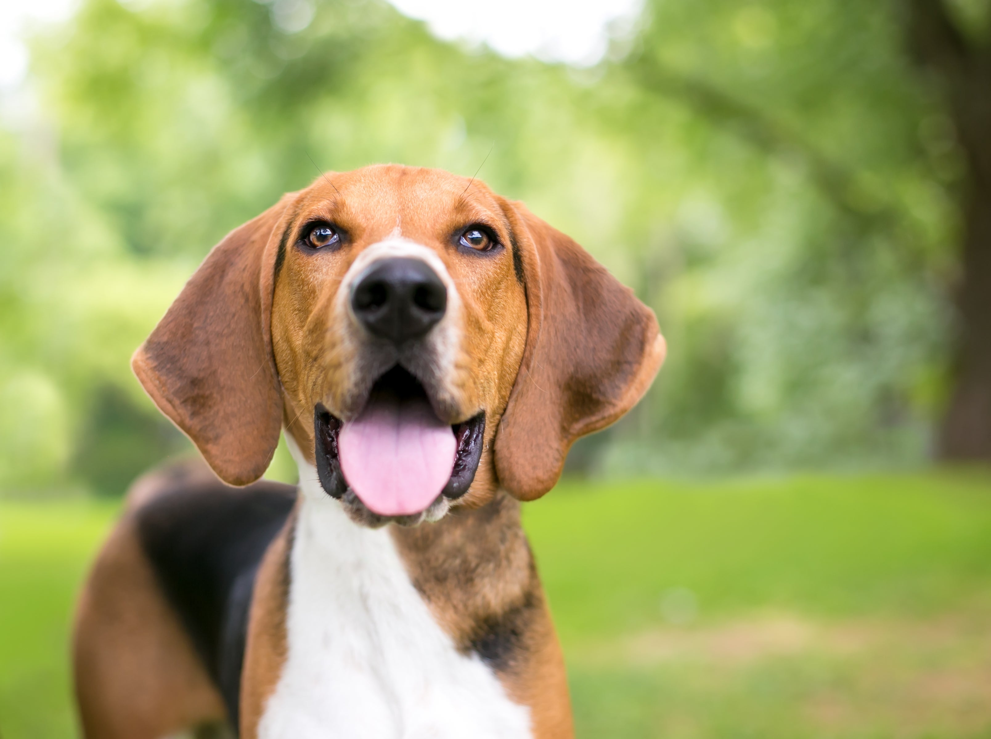 Close up of an American Foxhound dog breed panting against a blurred green background