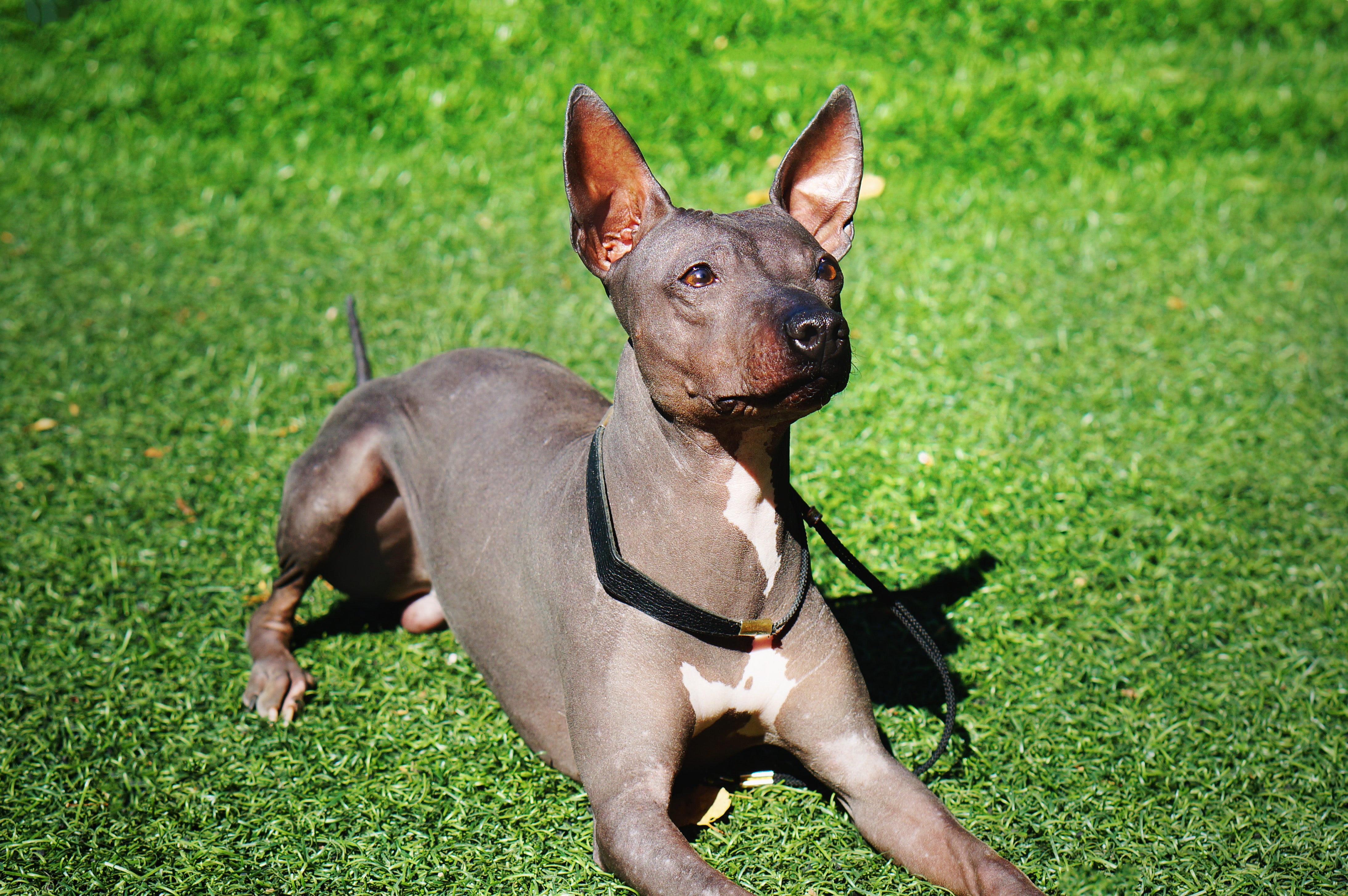 American Hairless Terrier dog breed crouching on the grass looking up