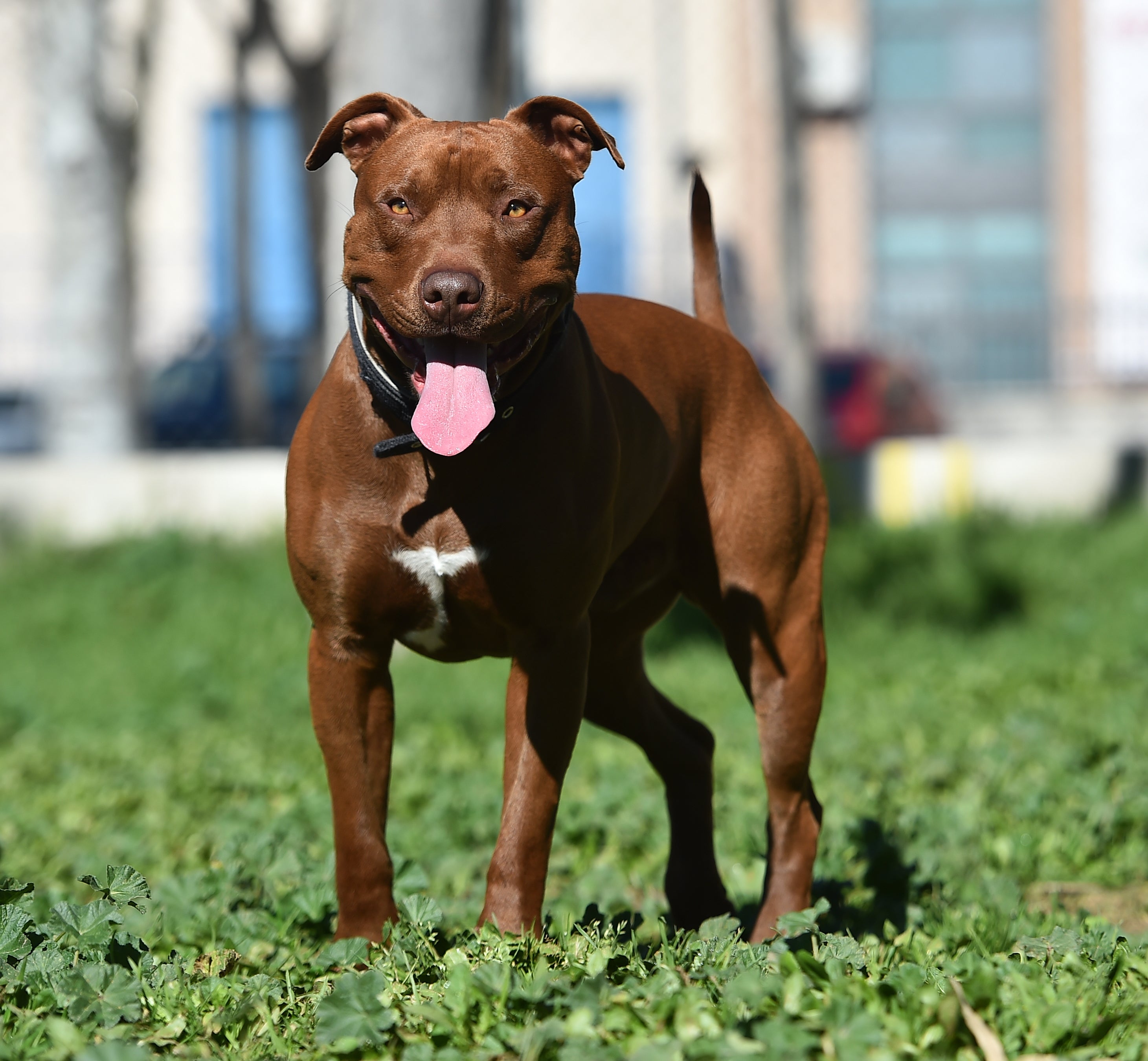 American Pit Bull Terrier dog breed standing outside on greenery panting