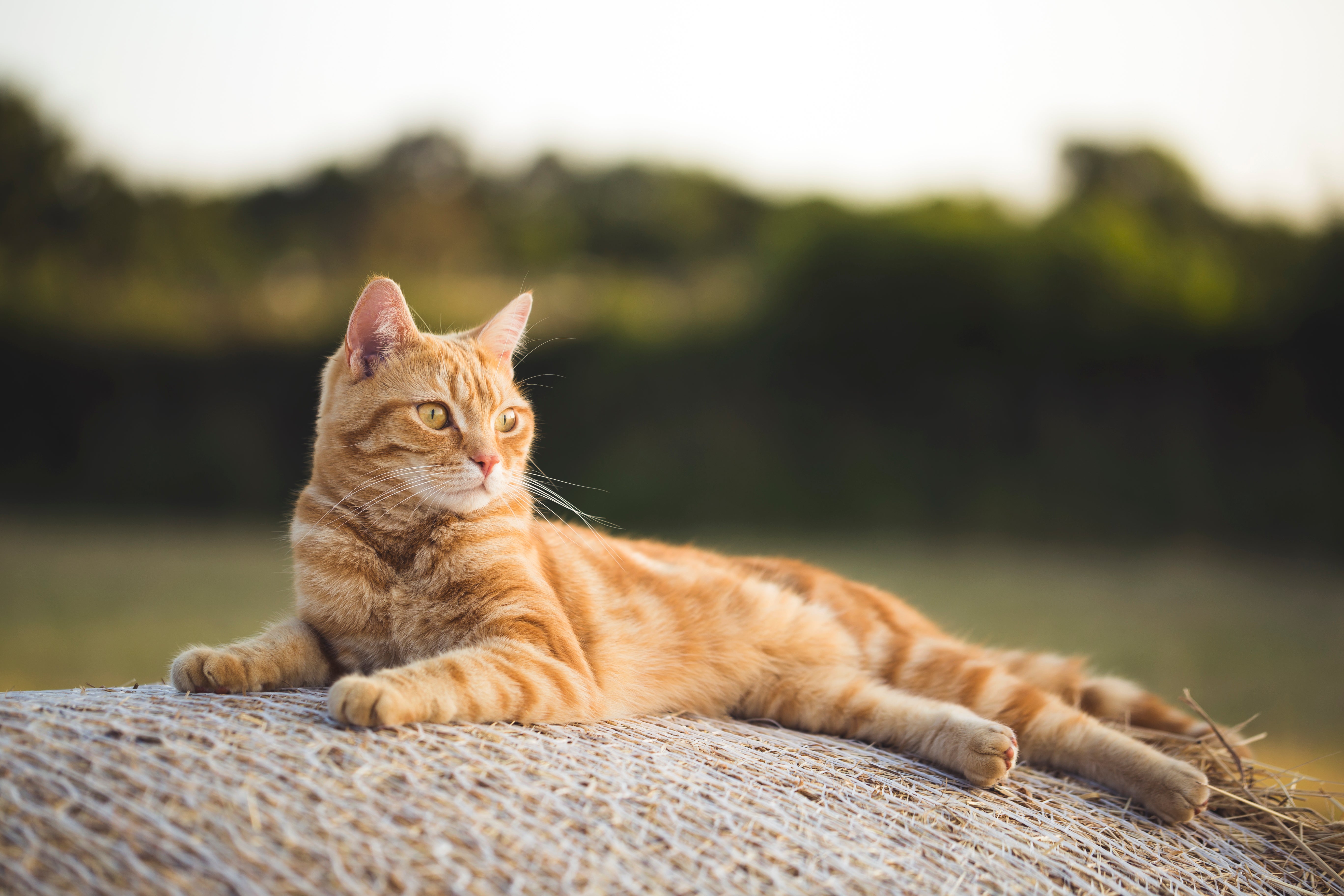 Orange American Shorthair cat breed laying on top of a hay barrel looking off to the right