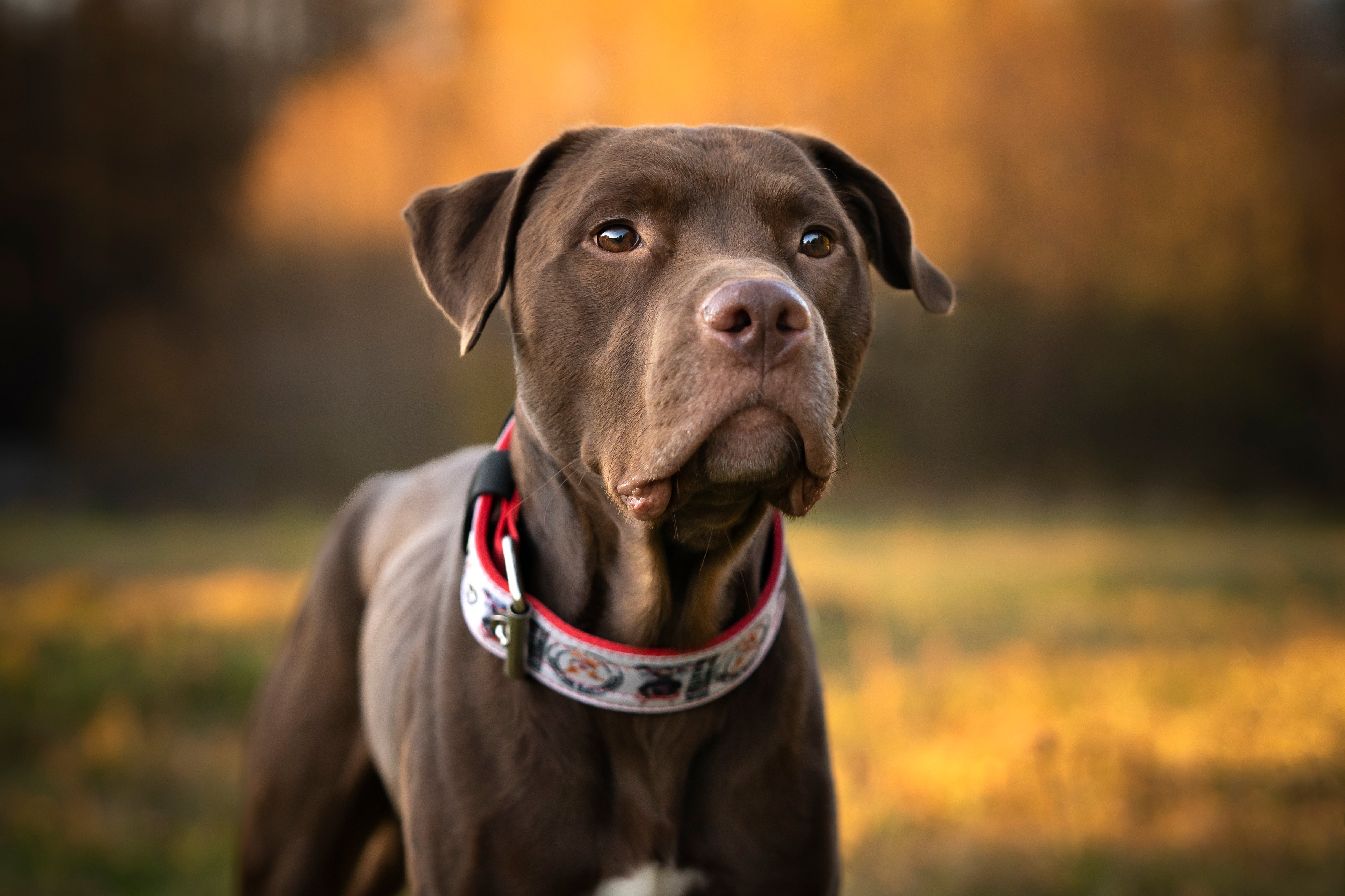 Close up of an American Staffordshire Terrier dog breed against fall colors