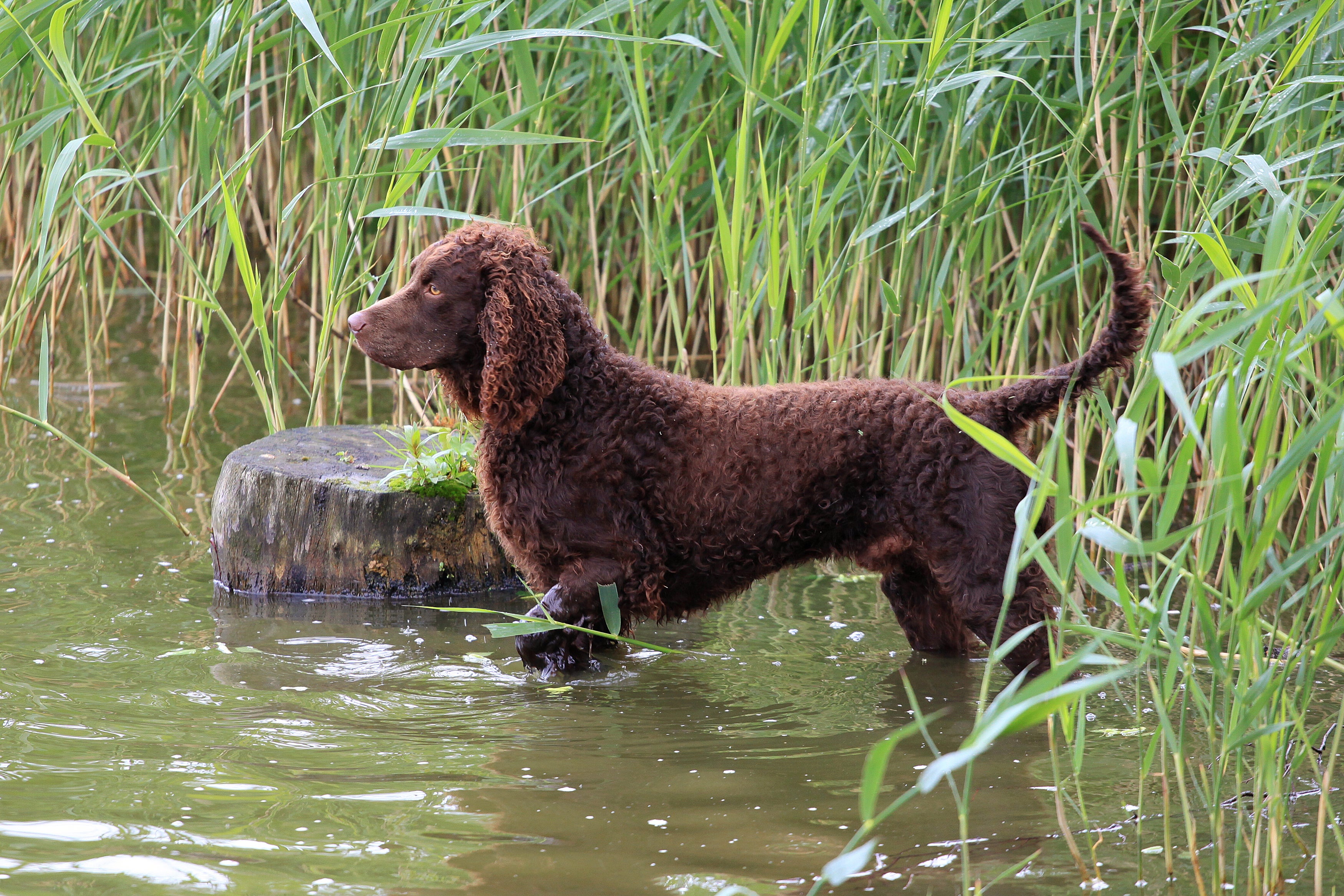 Side view of an American Water Spaniel dog breed in the water at rivers edge with tall grass behind