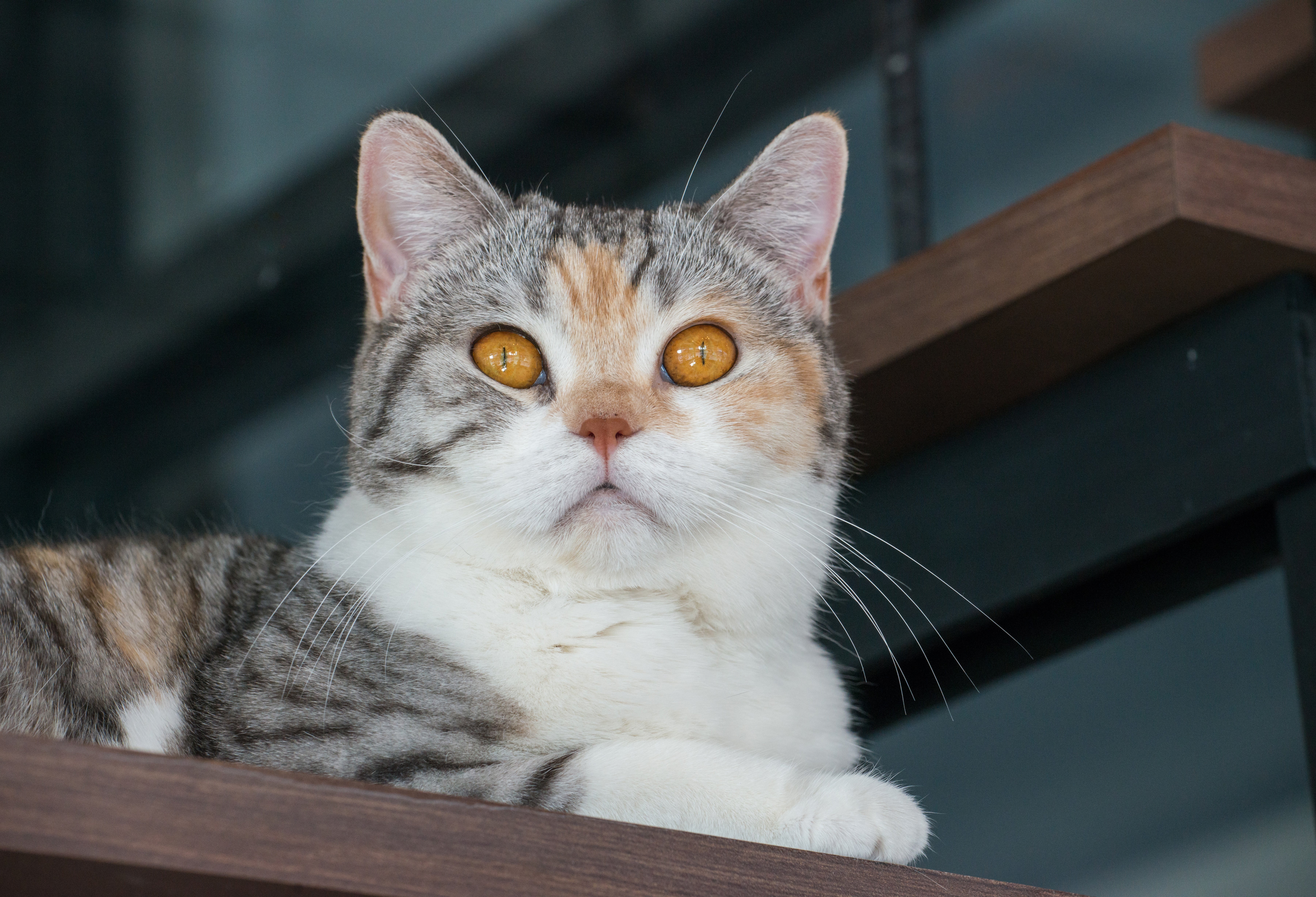 American Wirehair cat breed laying on a wooden step looking out