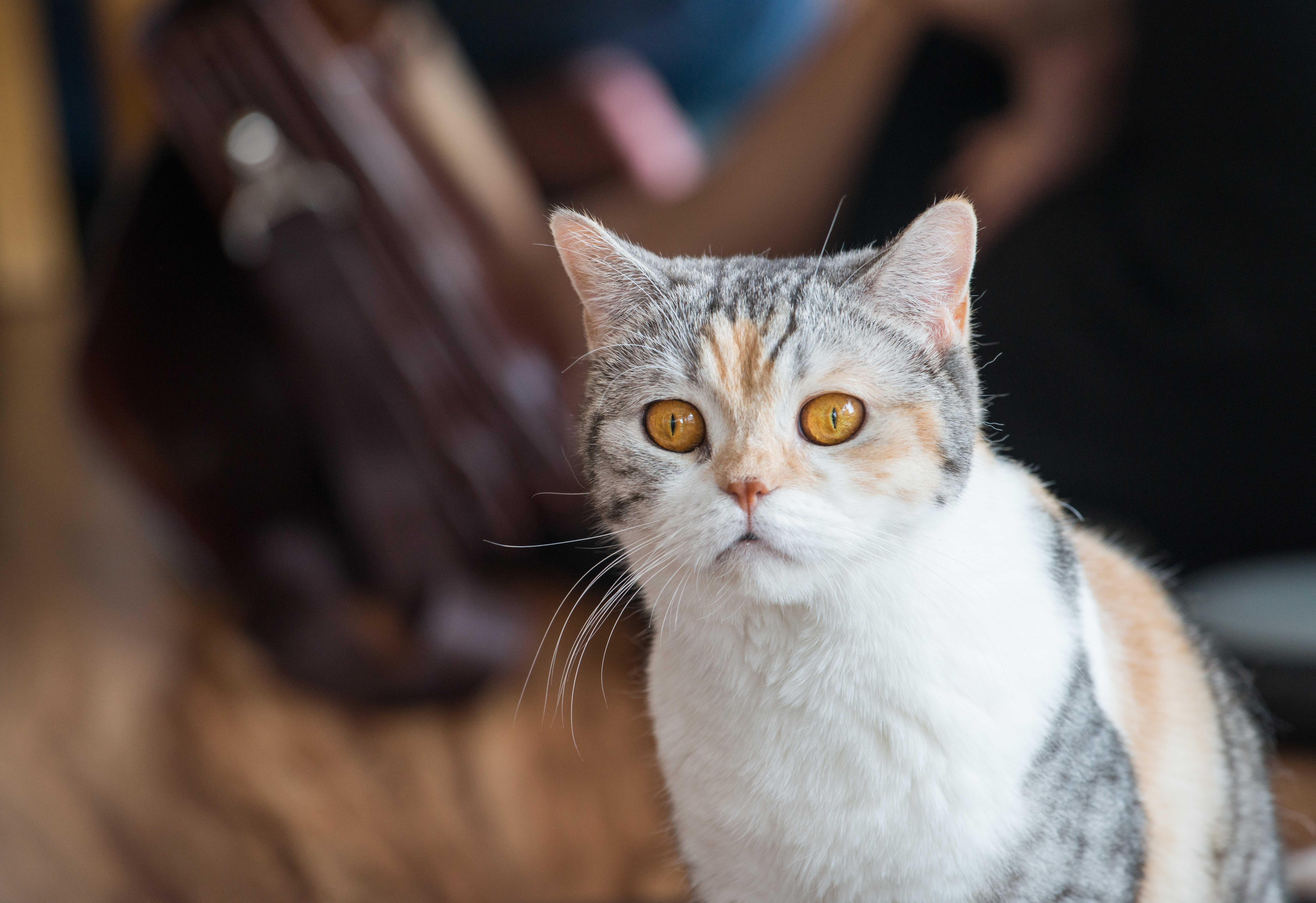 American Wirehair cat breed standing 