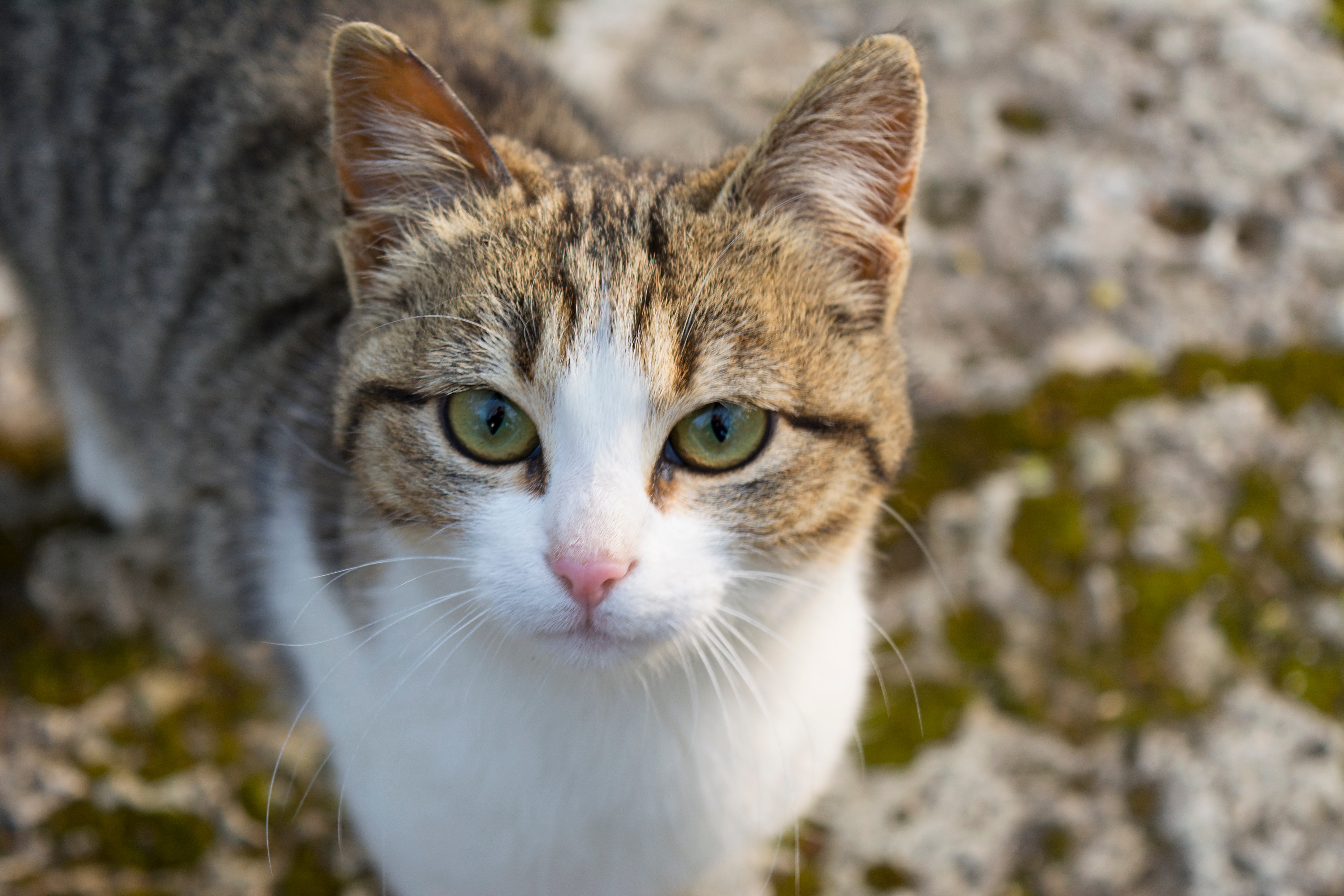 American Wirehair cat breed standing looking up close to the camera