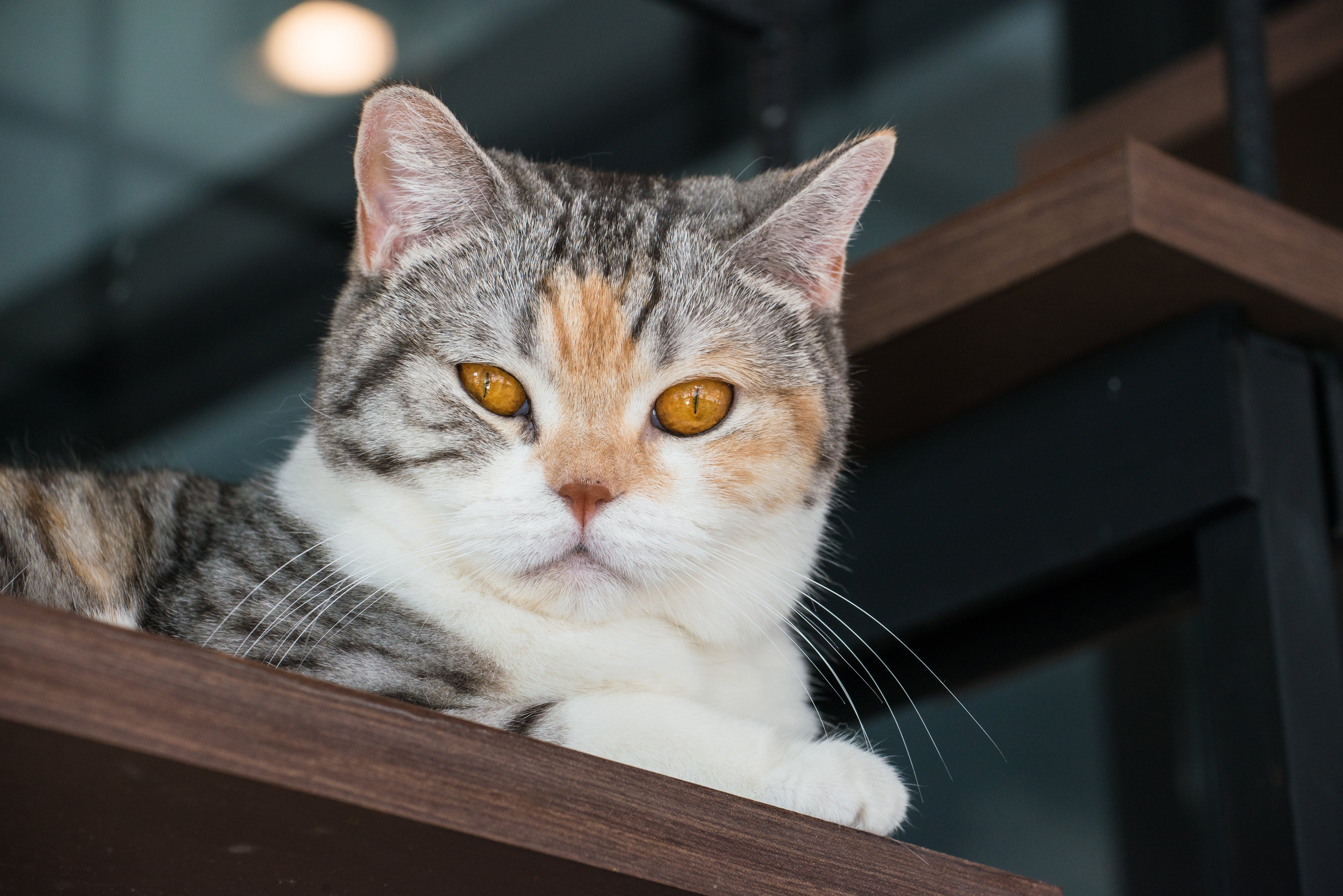 American Wirehair cat breed laying on a wooden step looking down