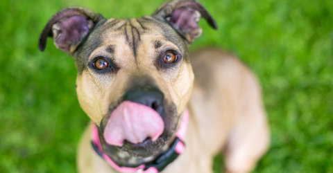Apple cider vinegar for dogs