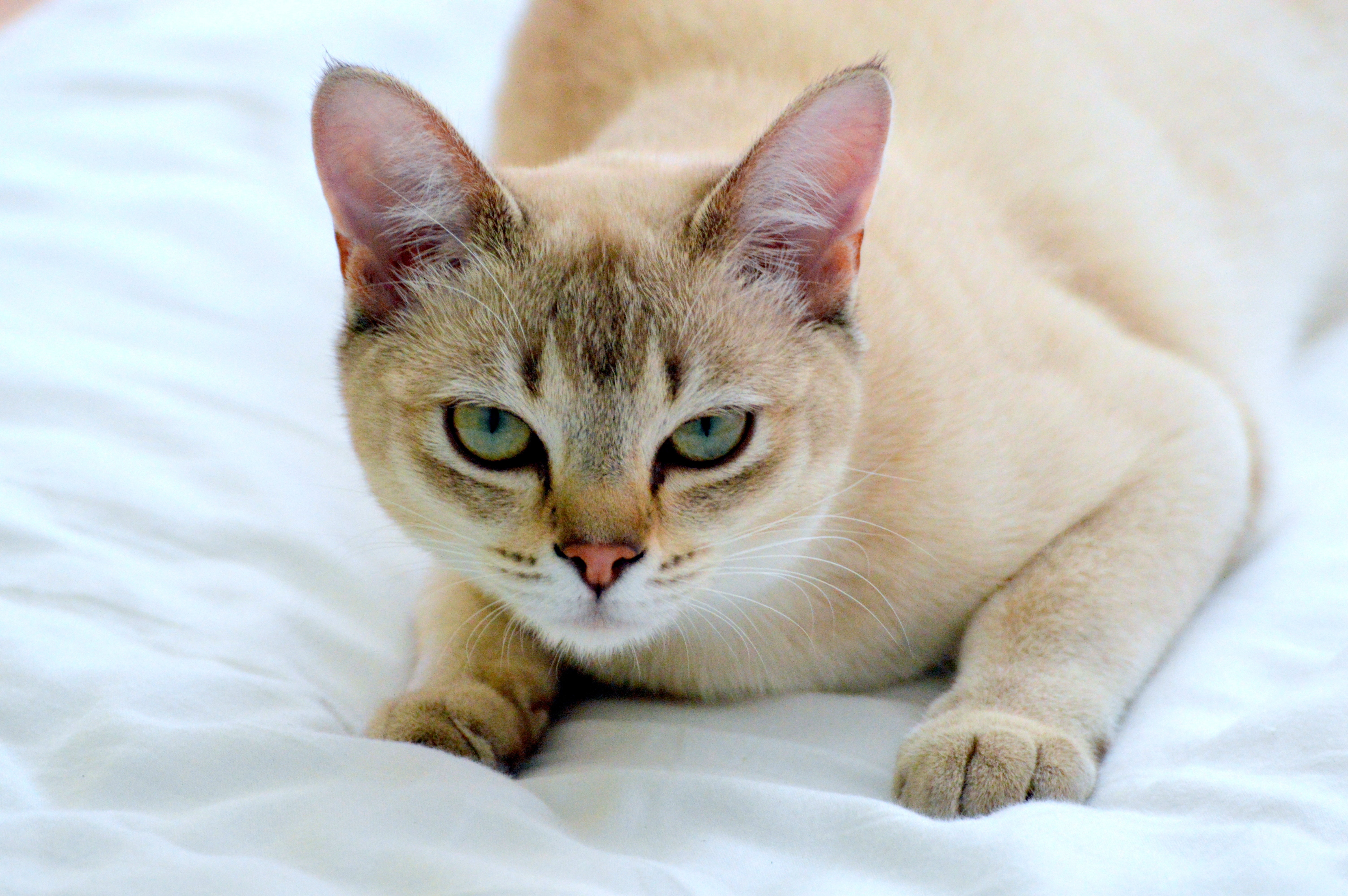 Close up of an Asian cat breed laying on a white sheet