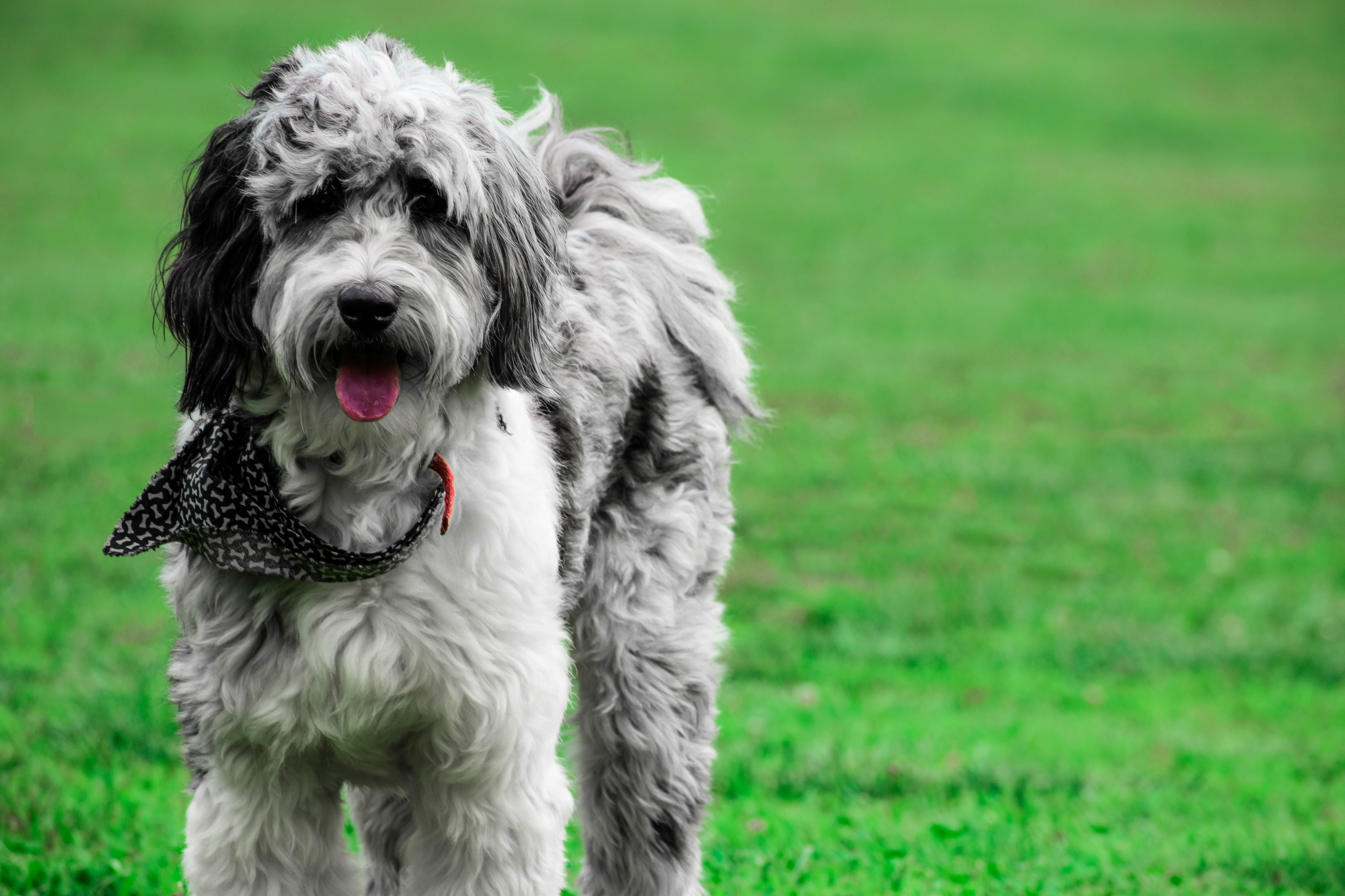 Aussiedoodle dog breed standing on green grass panting