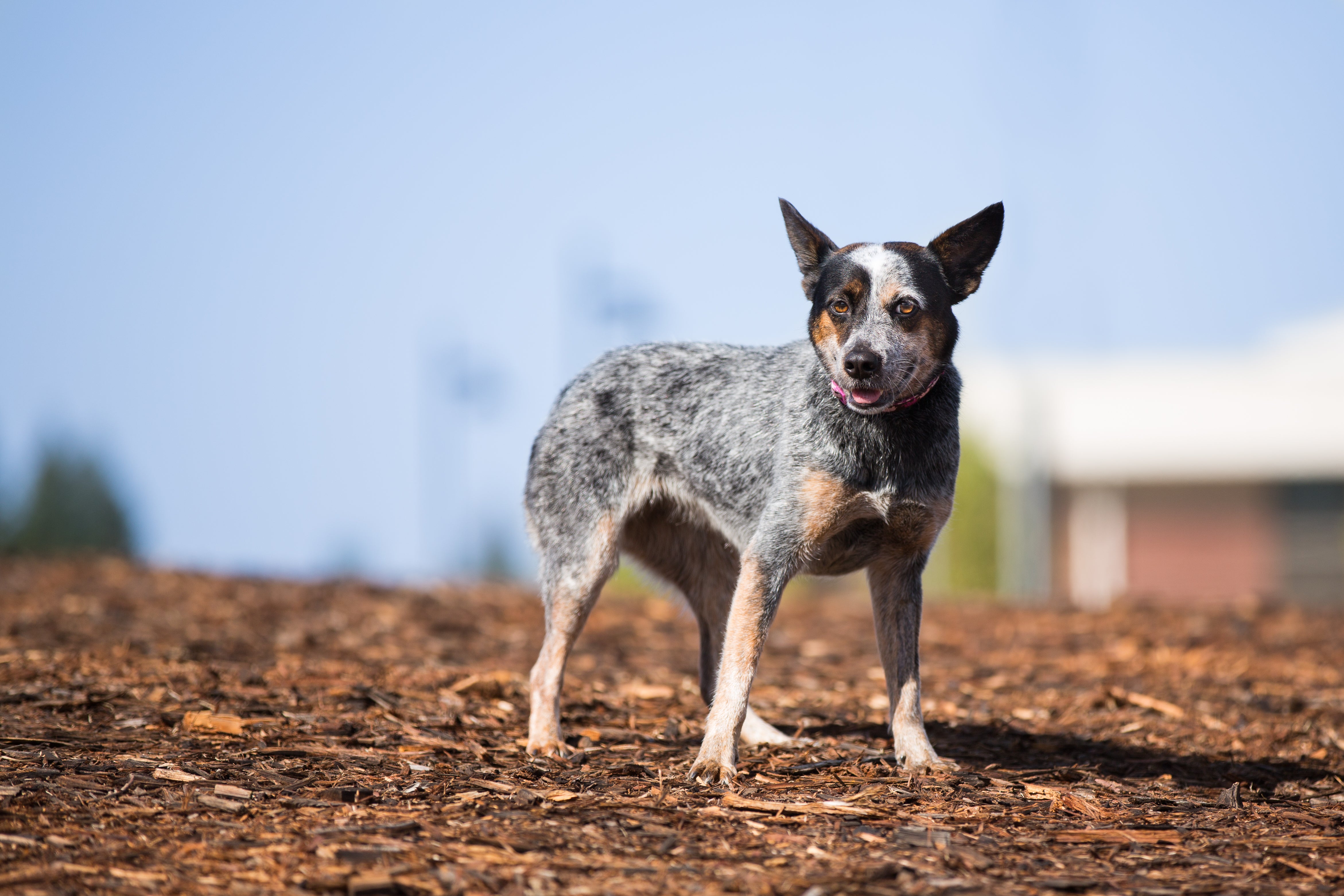Australian Cattle dog standing in field