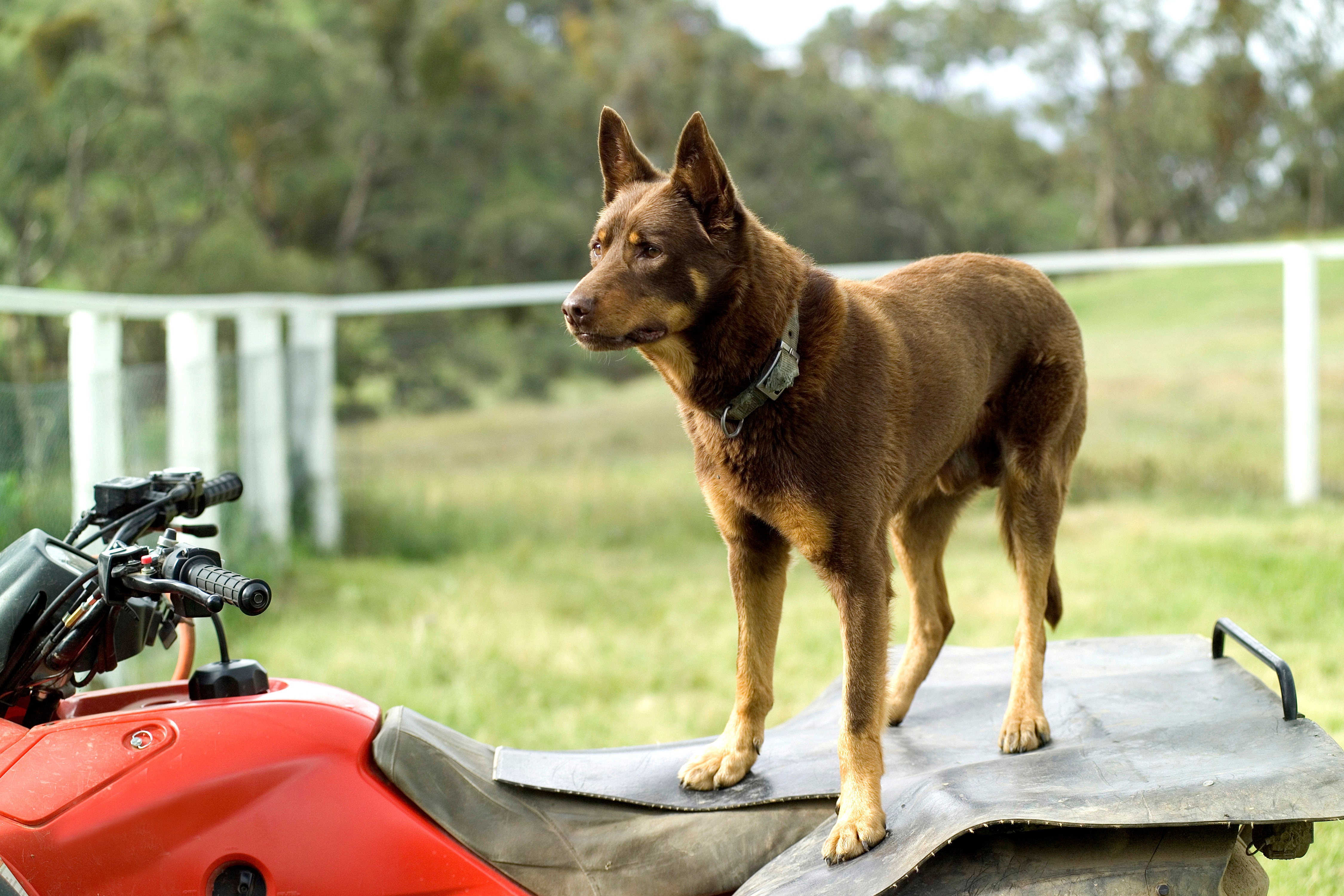 side view of australian kelpie dog breed standing on an ATV while working in a field