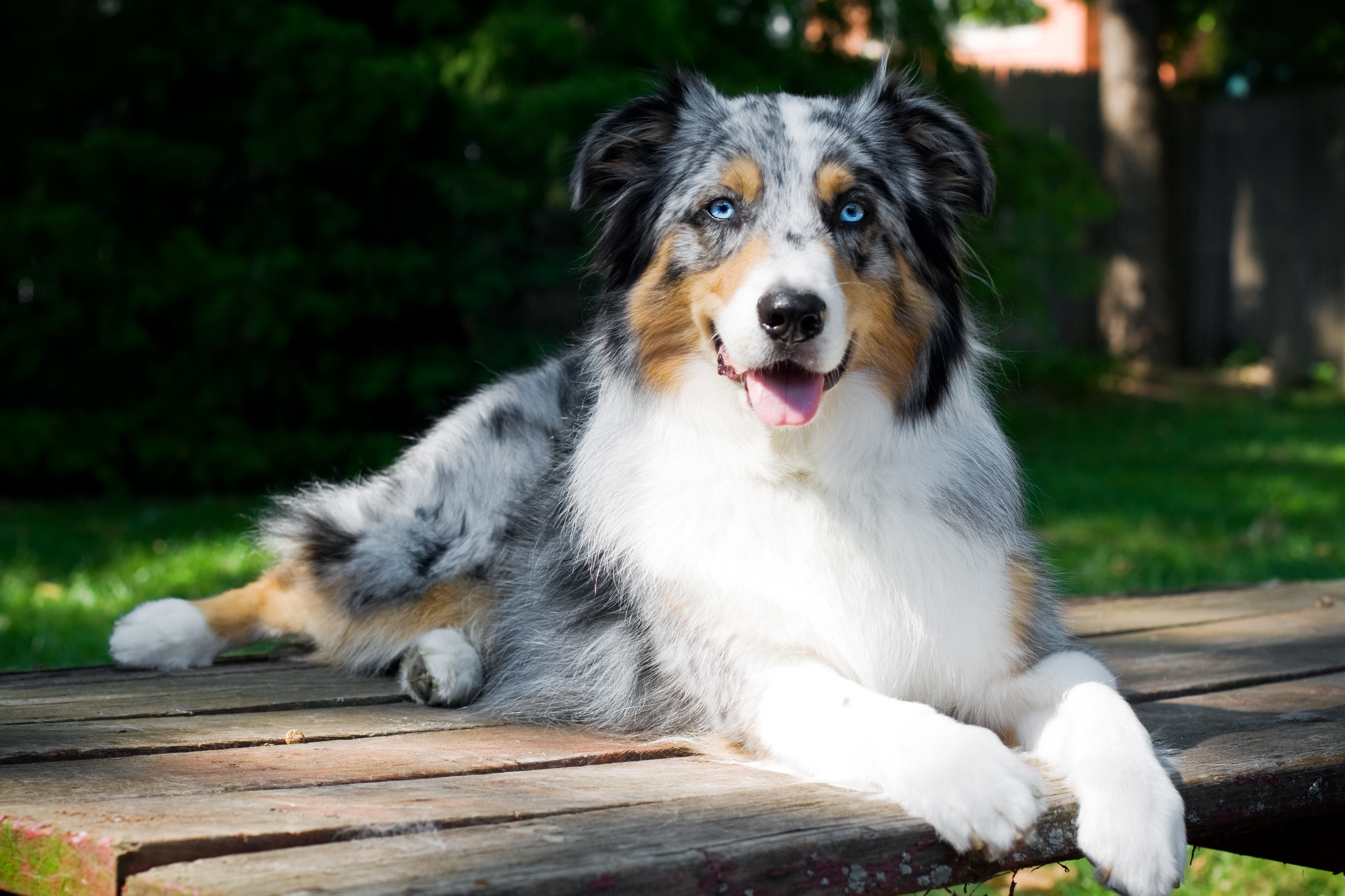 Australian Shepherd dog breed laying down panting on a wood slat outside