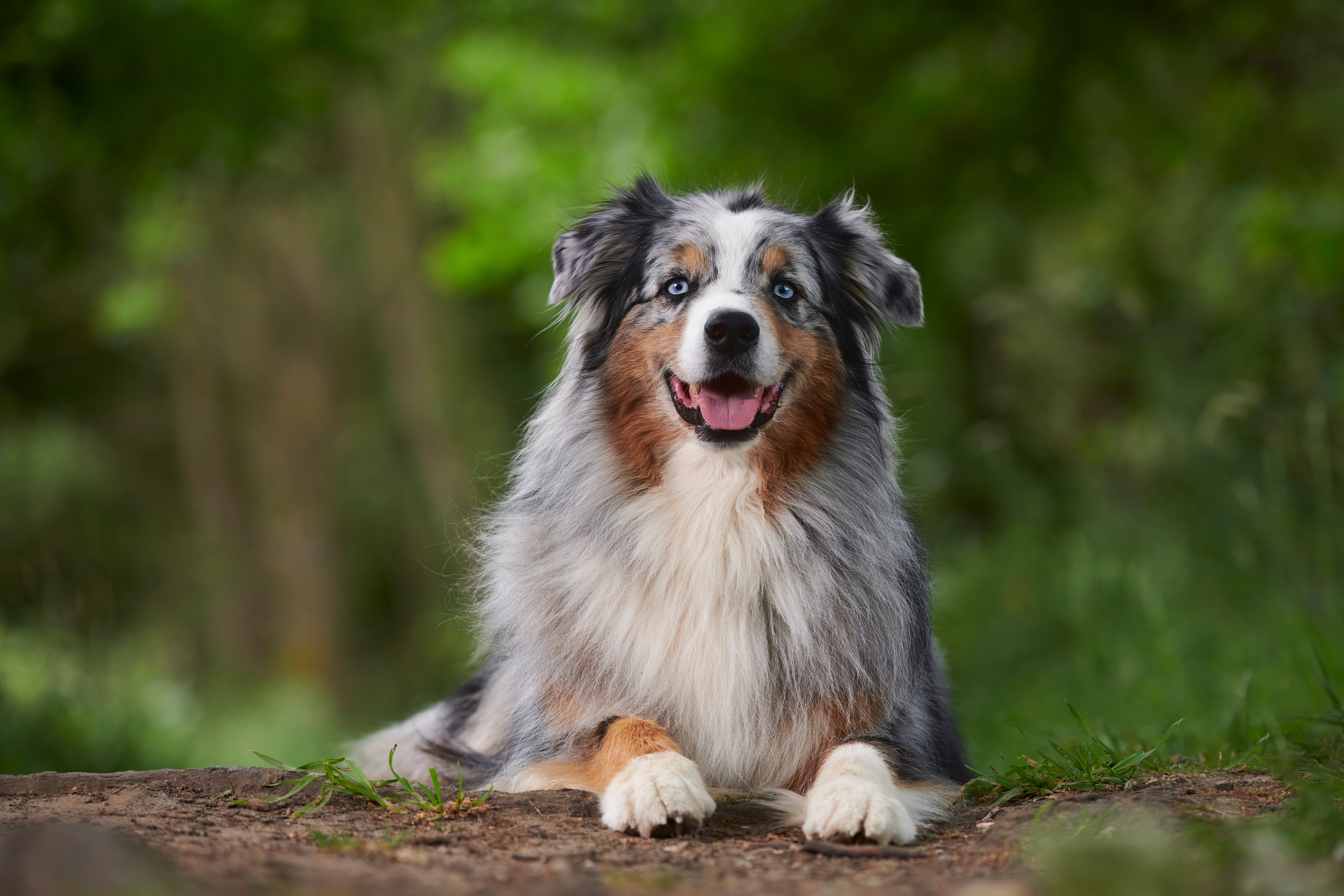 gray, white and tan Australian Shepherd sitting in the woods