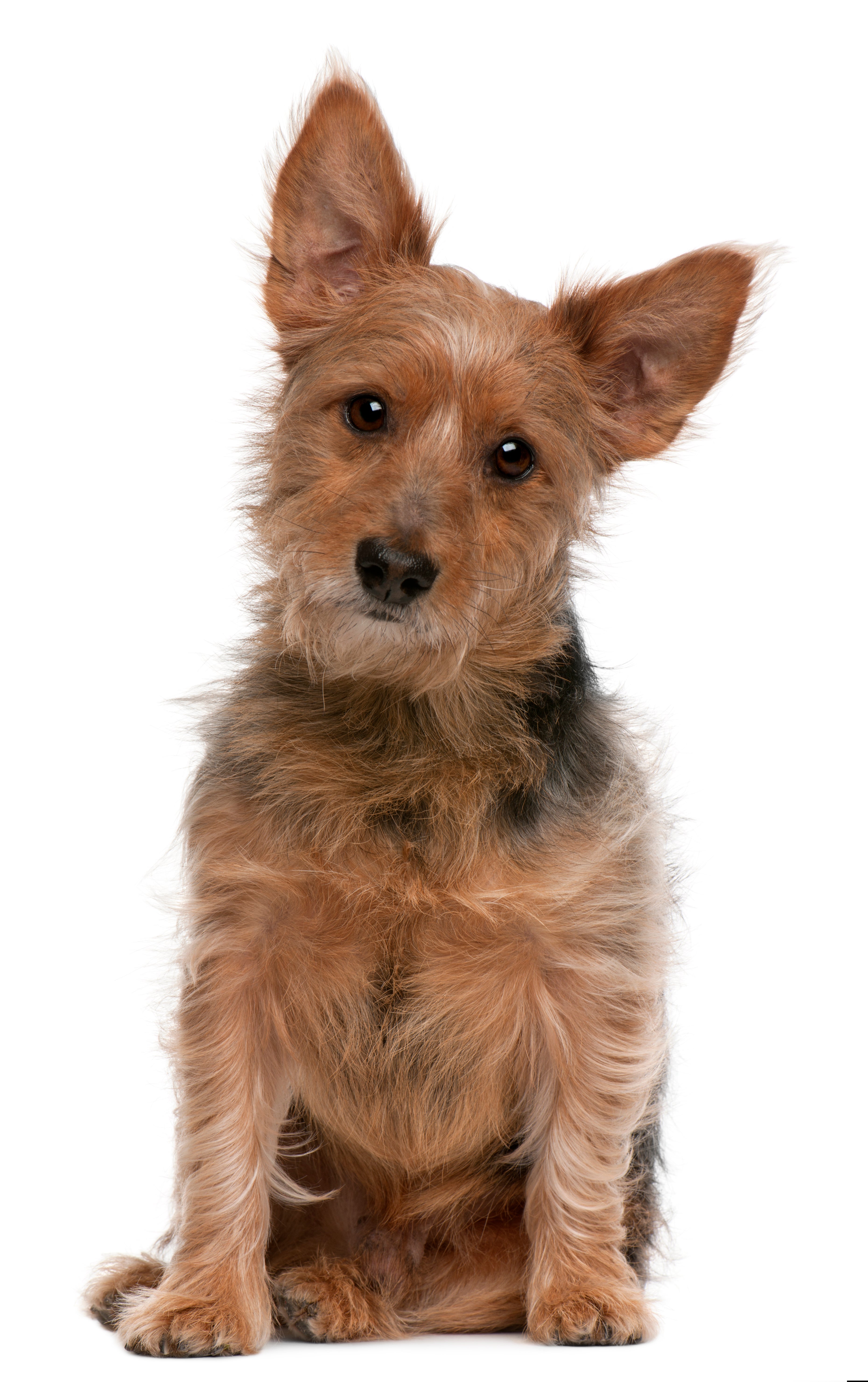 Australian Terrier dog breed sitting with head slightly tilted against a white background