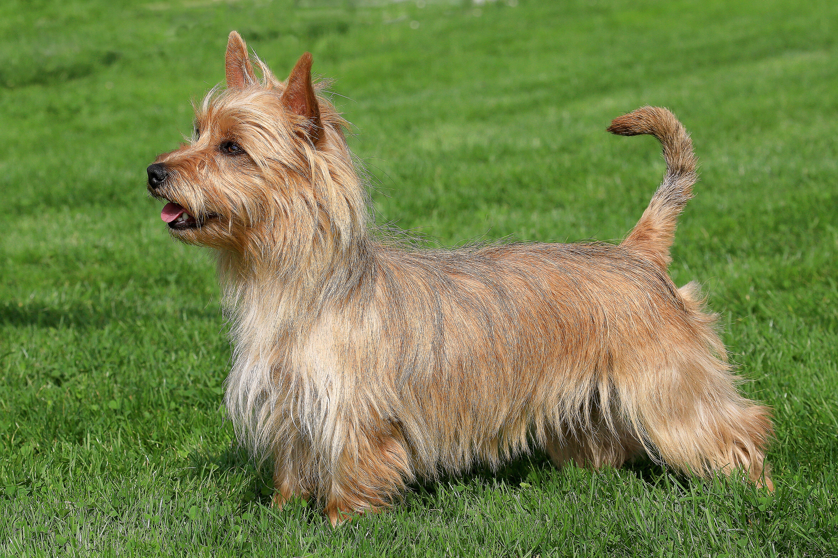 Side view of an Australian Terrier standing on the grass panting