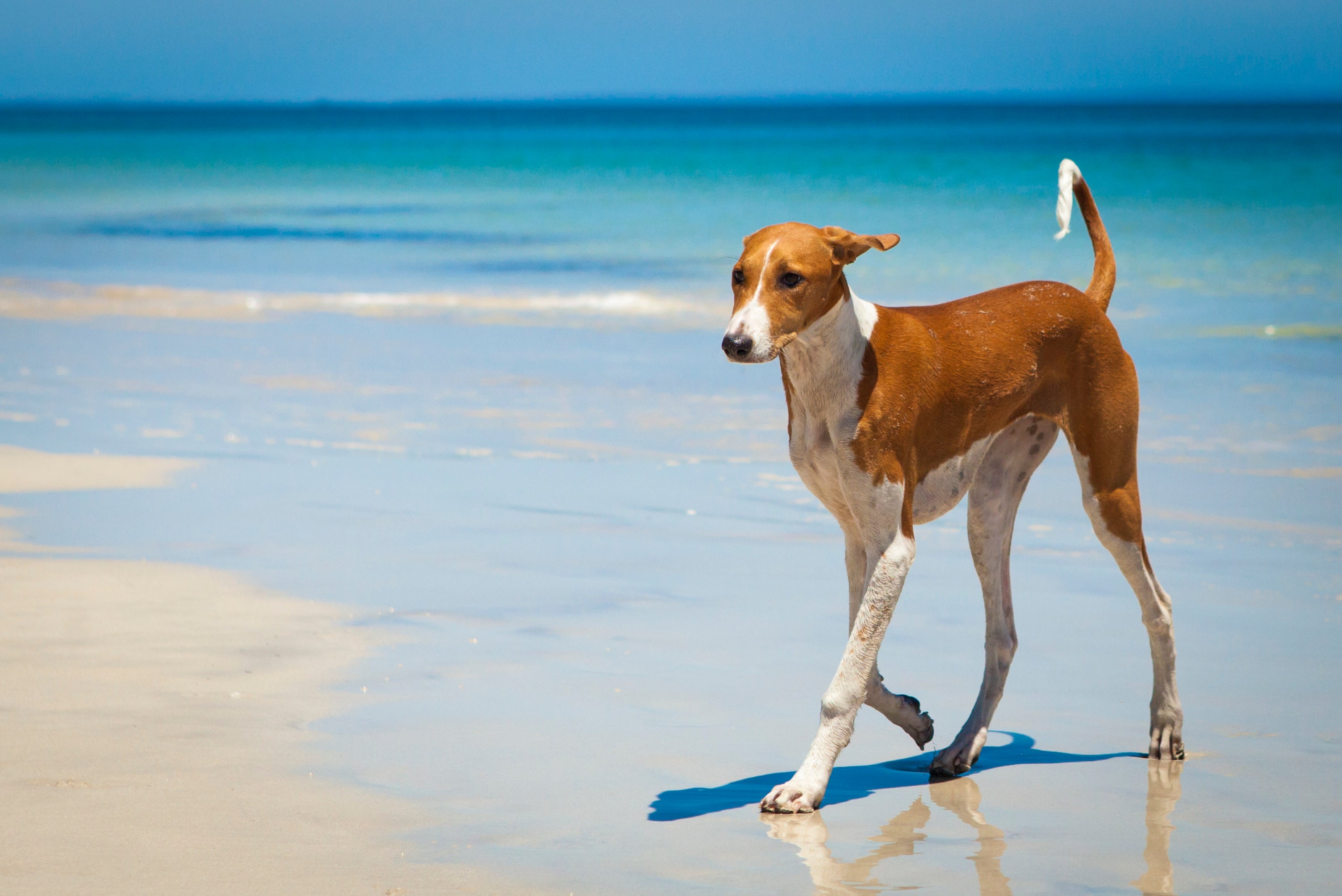 Azawakh dog breed with tail curled up walking along waters edge at the beach