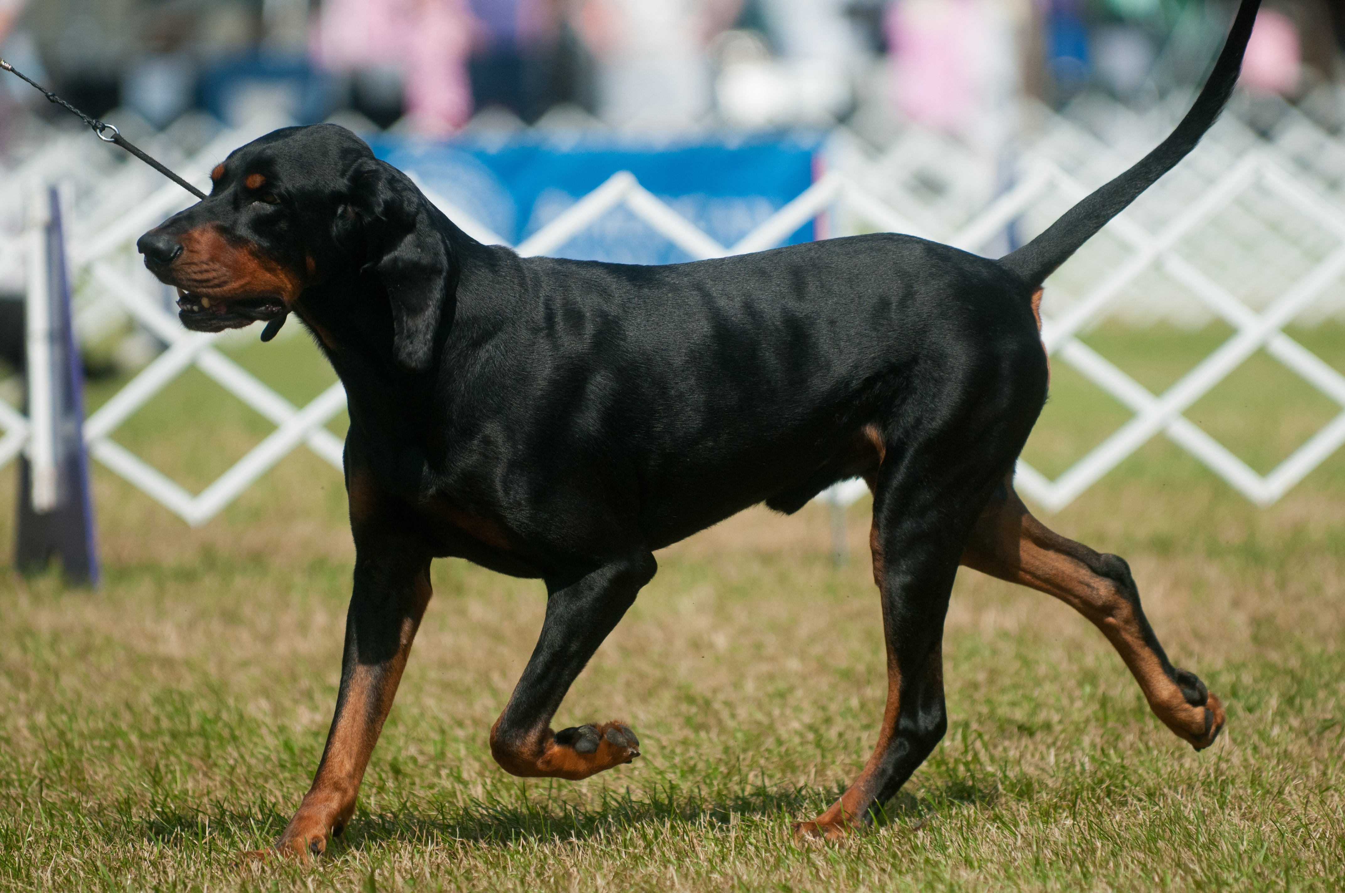 Black and Tan Coonhound dog breed trotting with tail up side view at a dog show