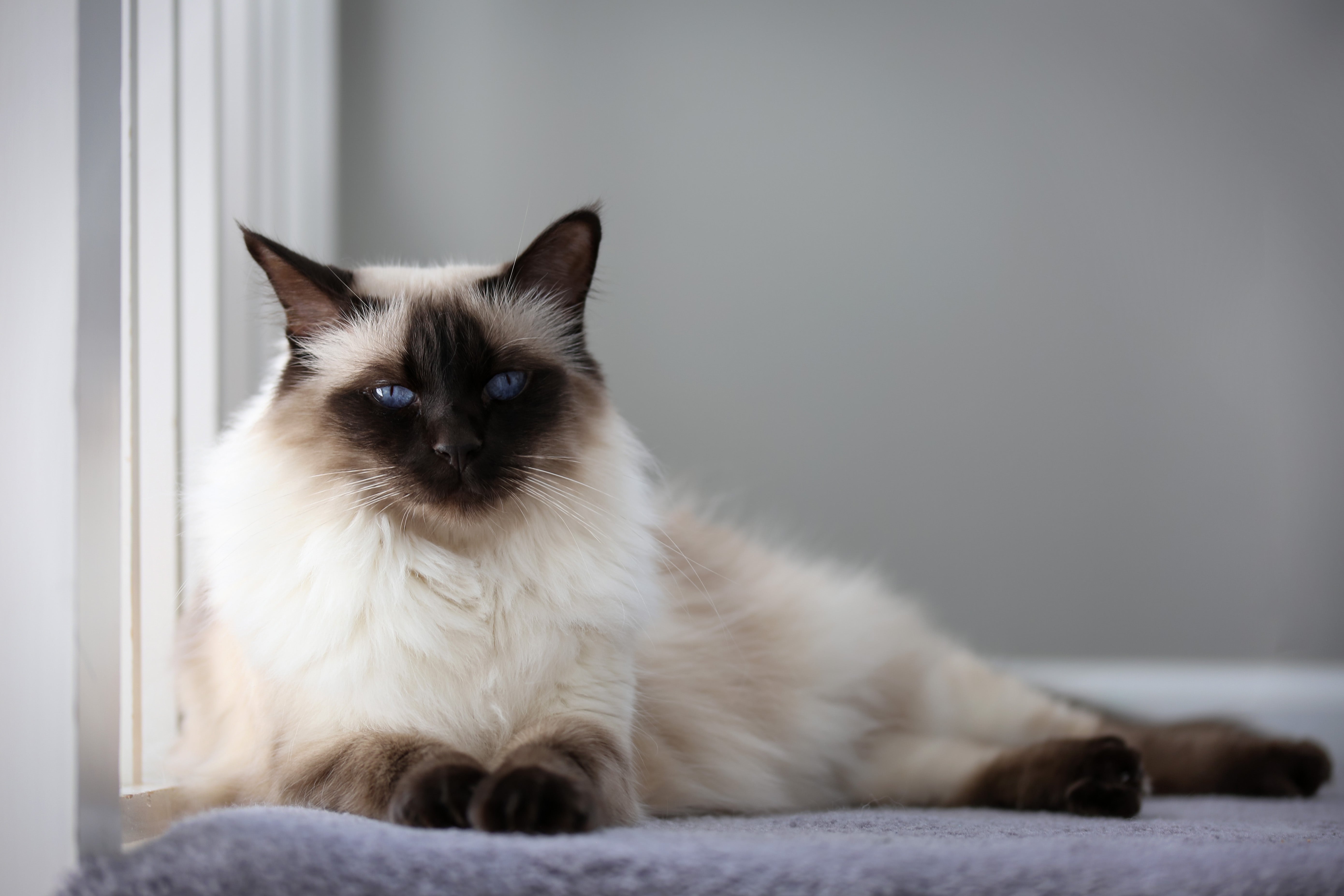 Balinese cat breed laying with head up on the edge of a bed