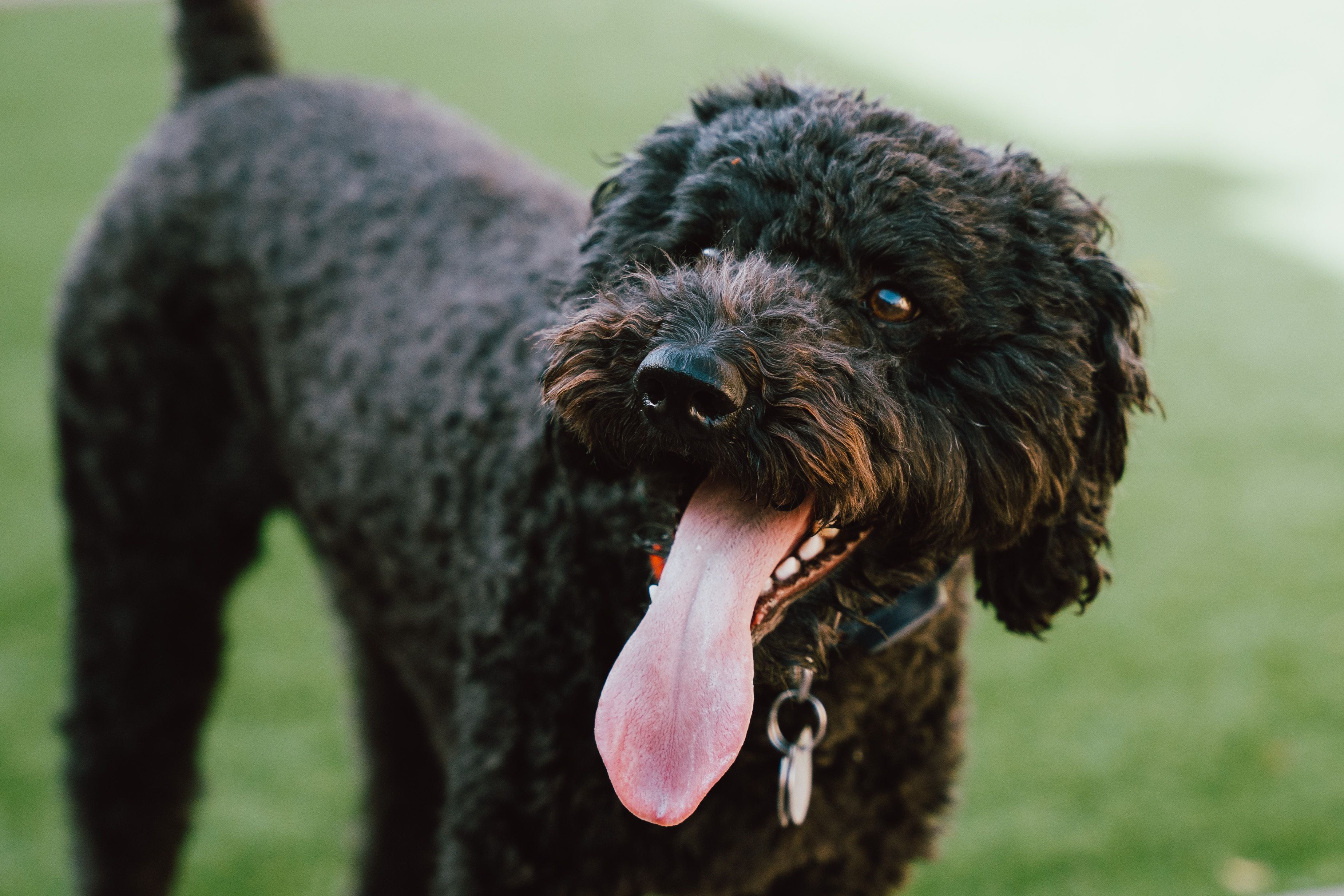 Black curly Barbet dog breed up close with head turned and tongue sticking out standing on grass