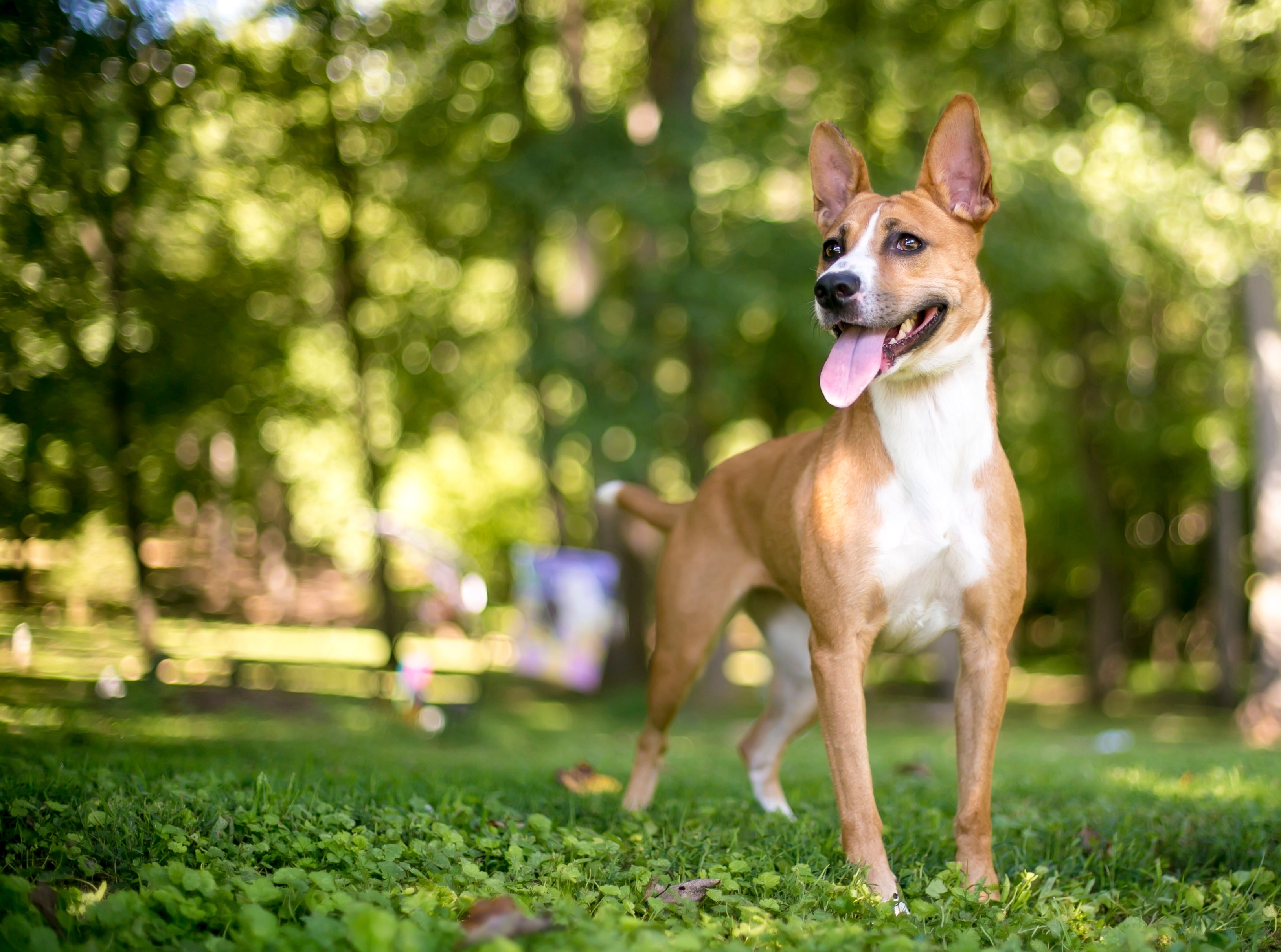 Basenji dog breed standing with tongue out in a yard