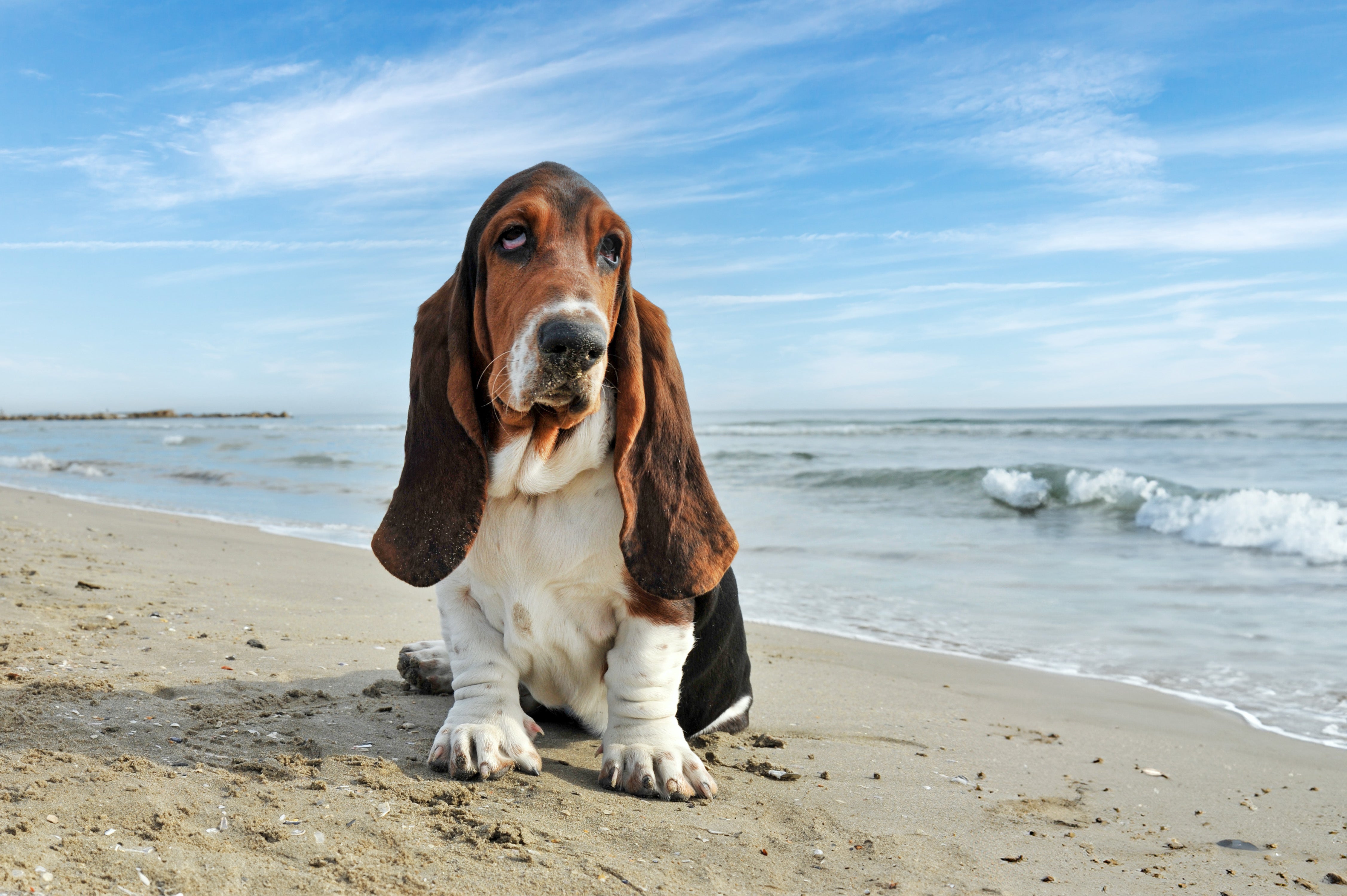 Basset Hound dog breed sitting on the sand with the ocean in the background