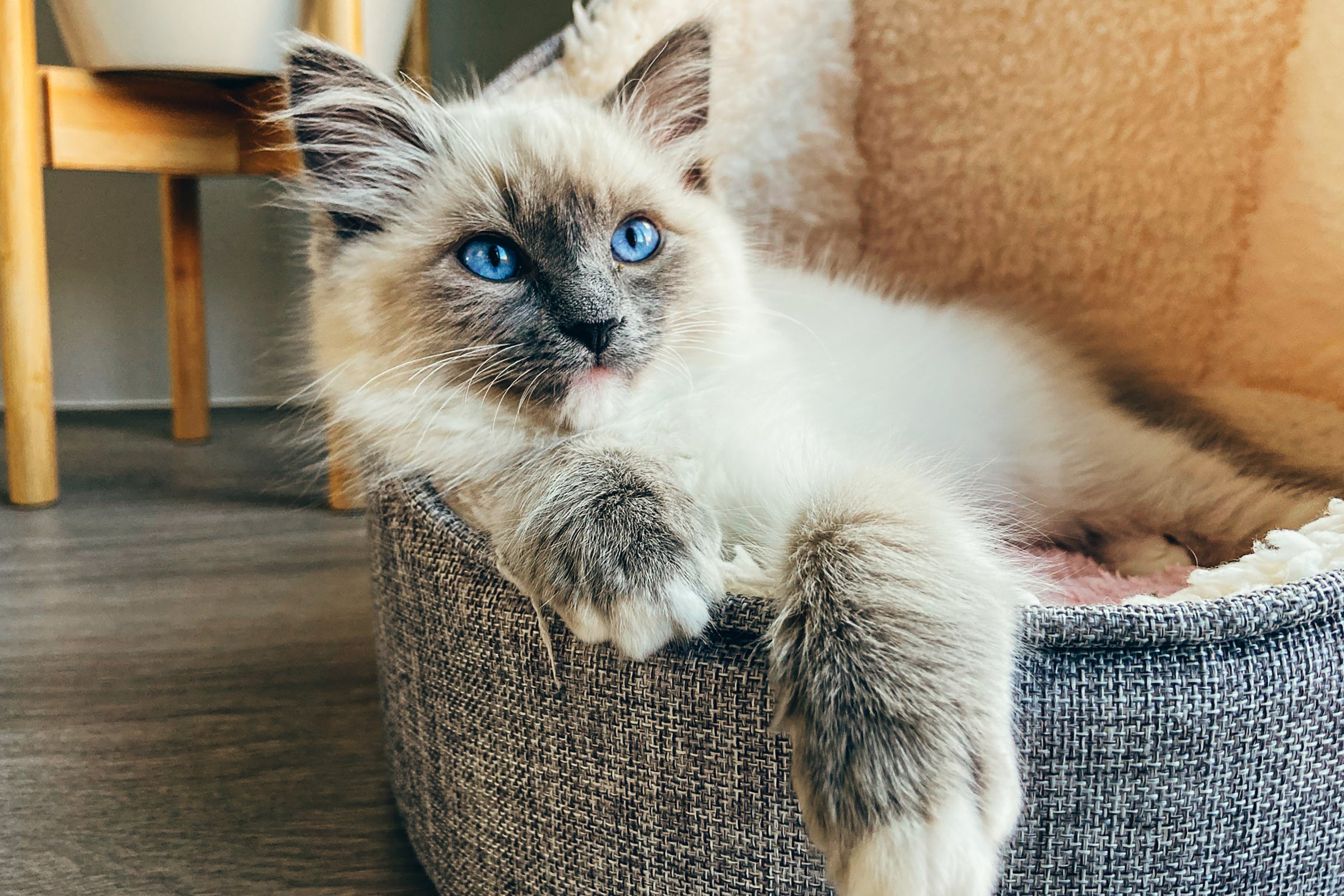 Ragdoll cat with blue eyes lounging in a cat bed