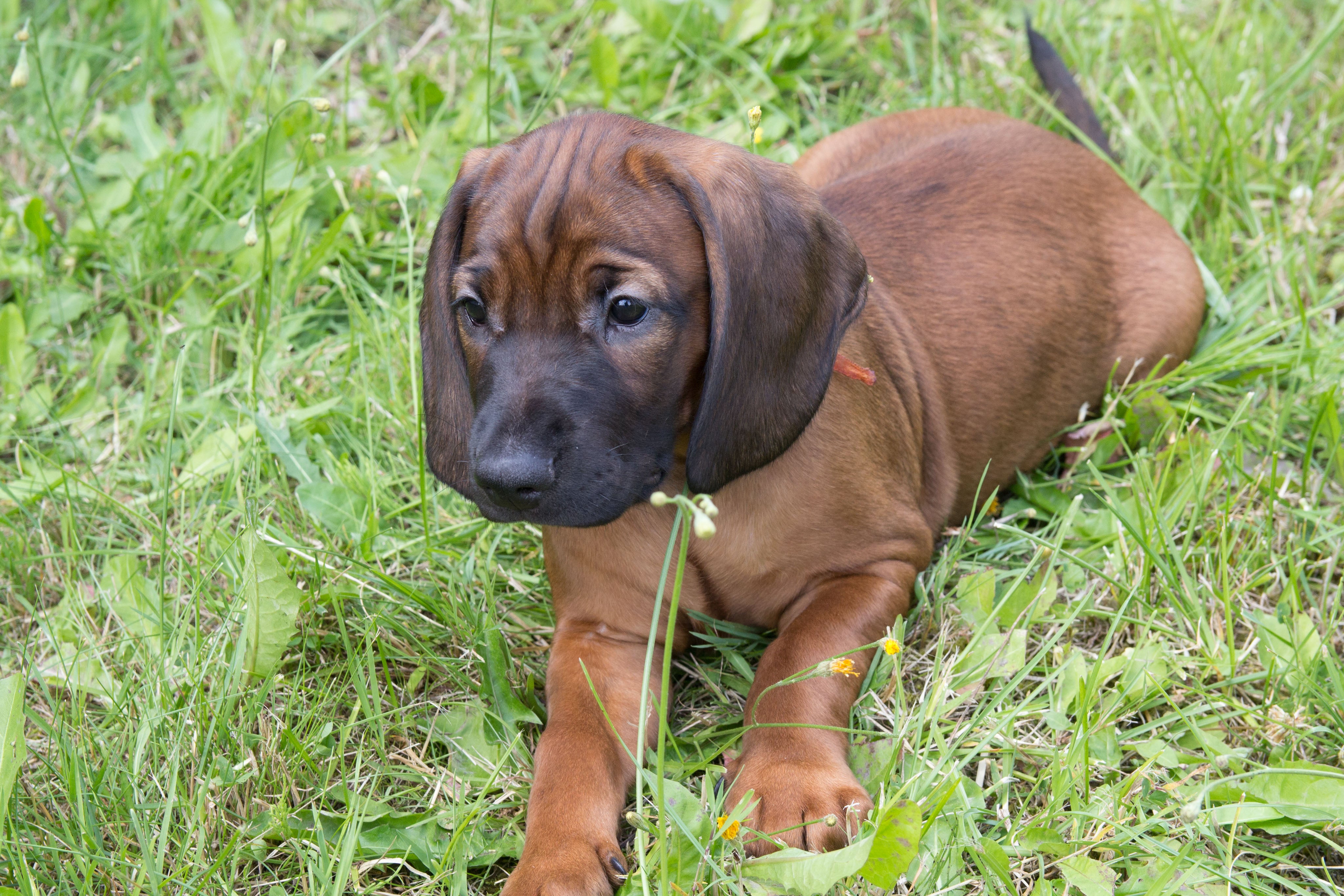 Bavarian Mountain Hound dog breed lying at slight angle in grass