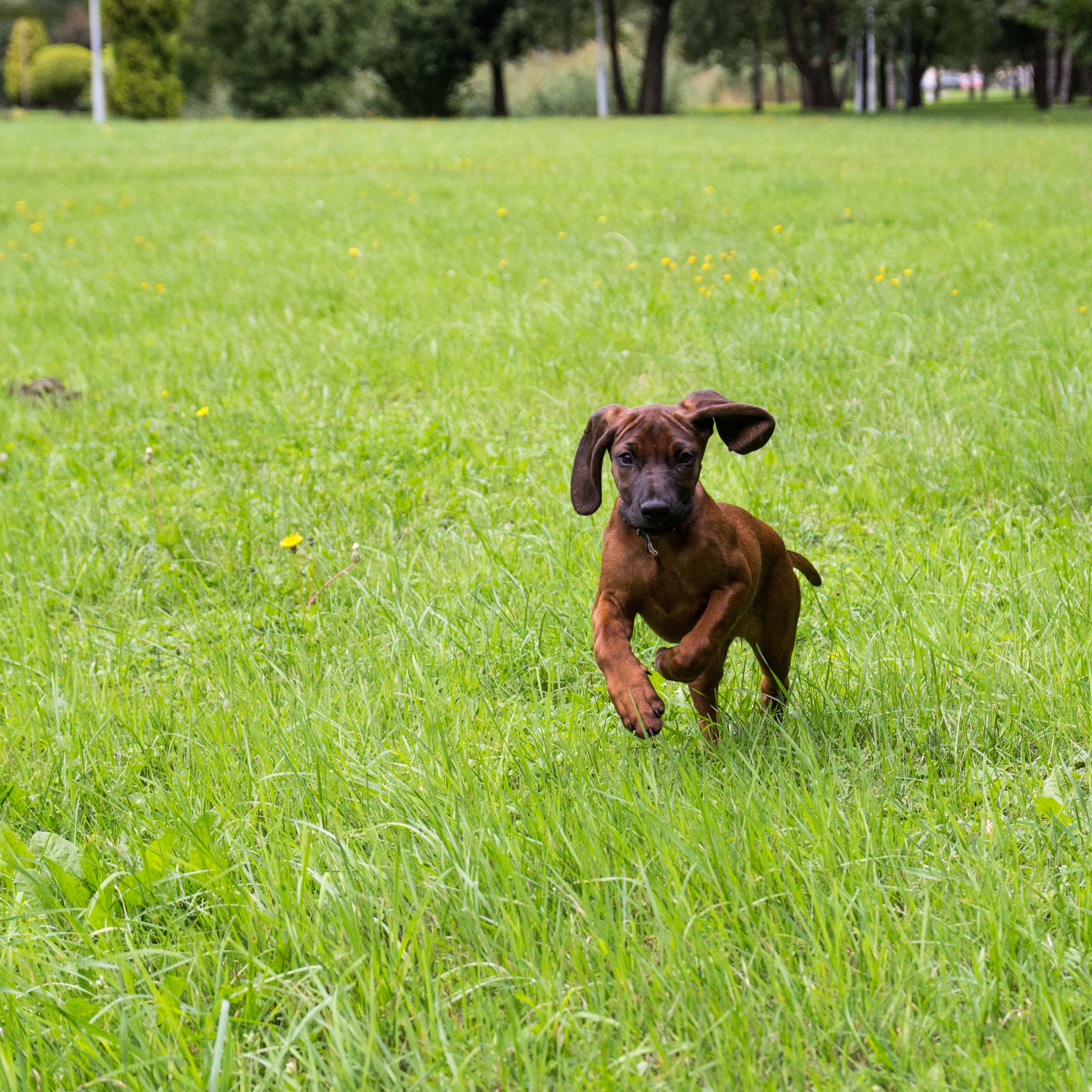 Bavarian Mountain Hound dog breed running forward on the grass with left ear flapping