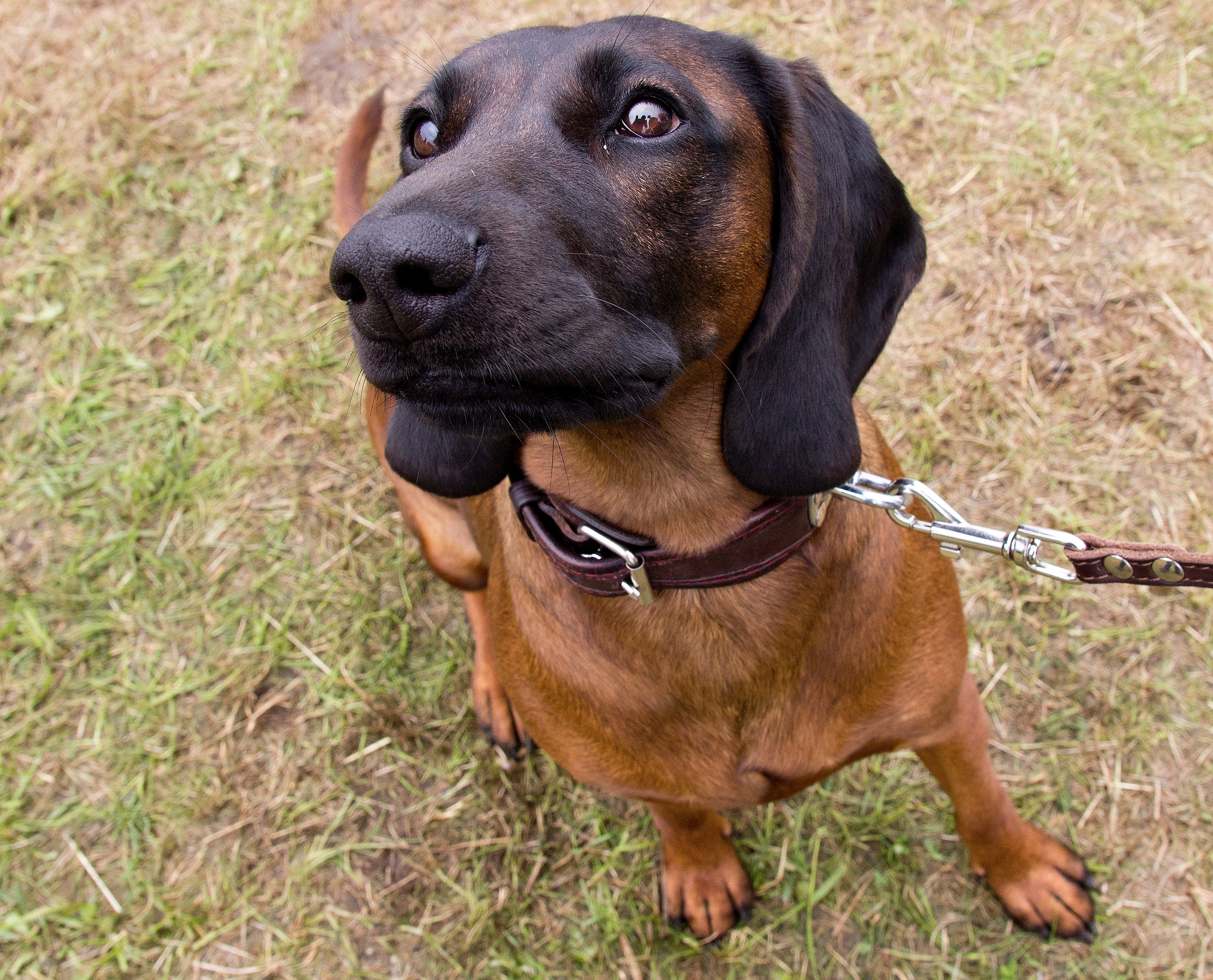 Bavarian Mountain Hound dog breed sitting on grass within close view looking up