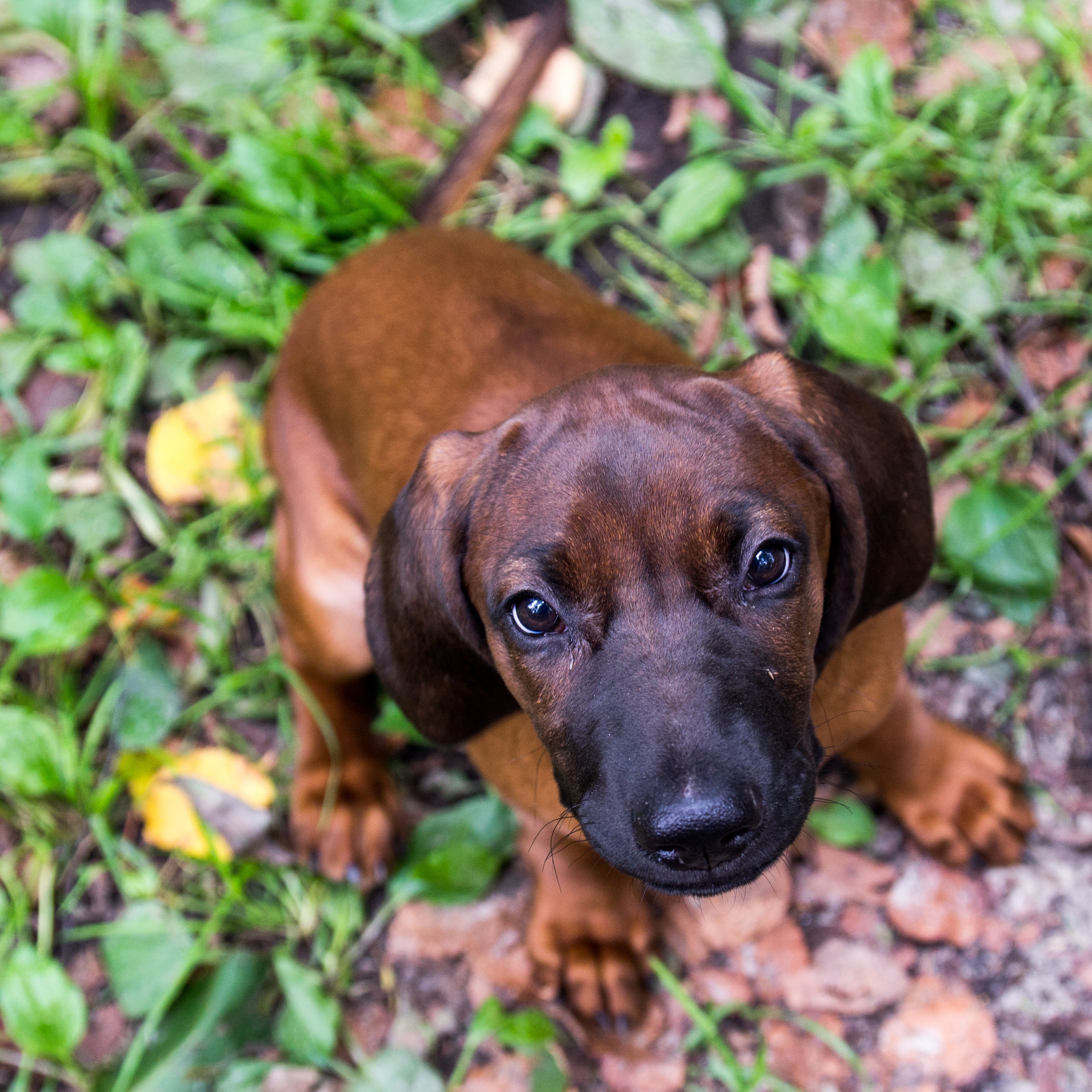 Bavarian Mountain Hound dog breed sitting on leaves looking up