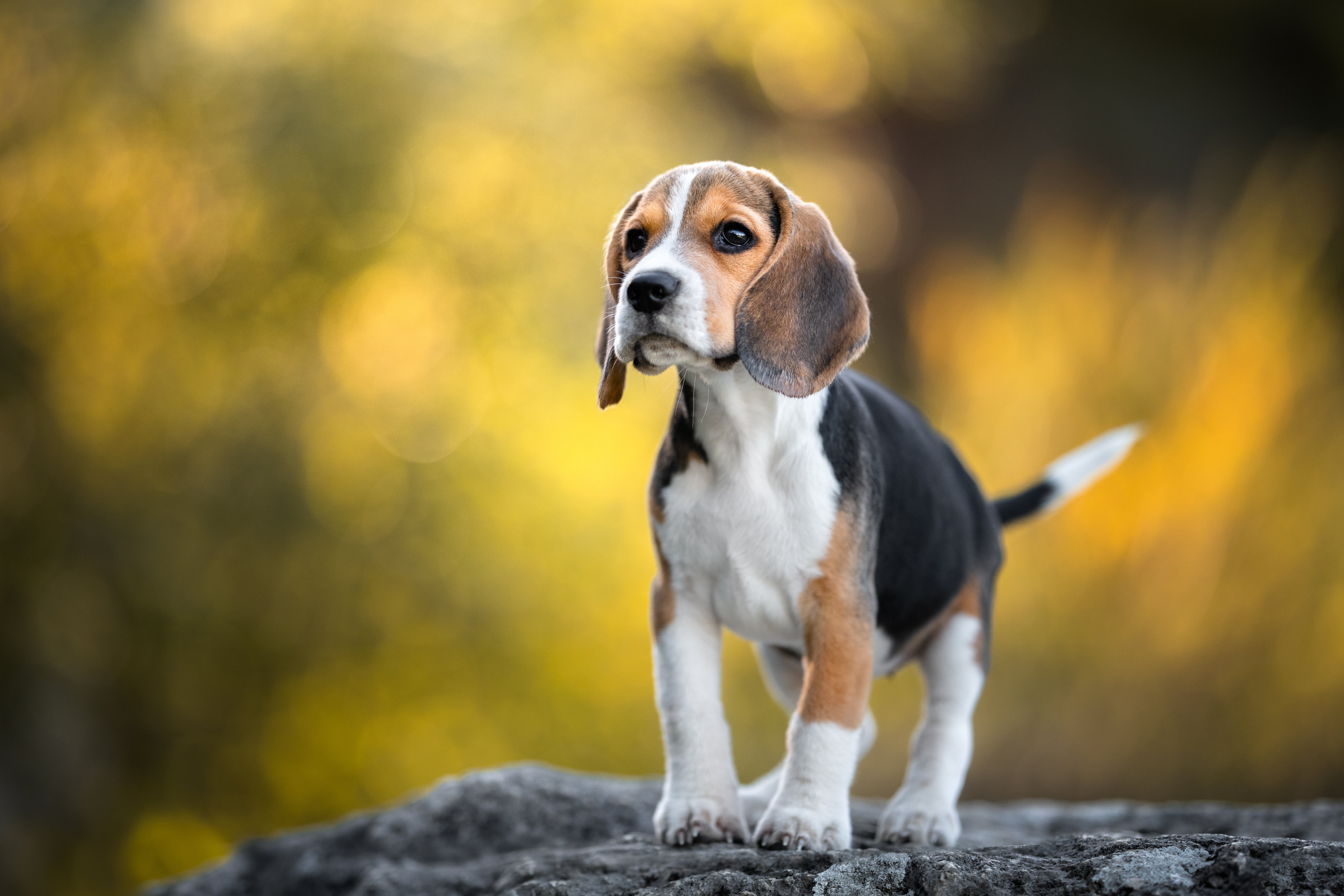 Beagle dog breed standing with tail out on rock with blurred background