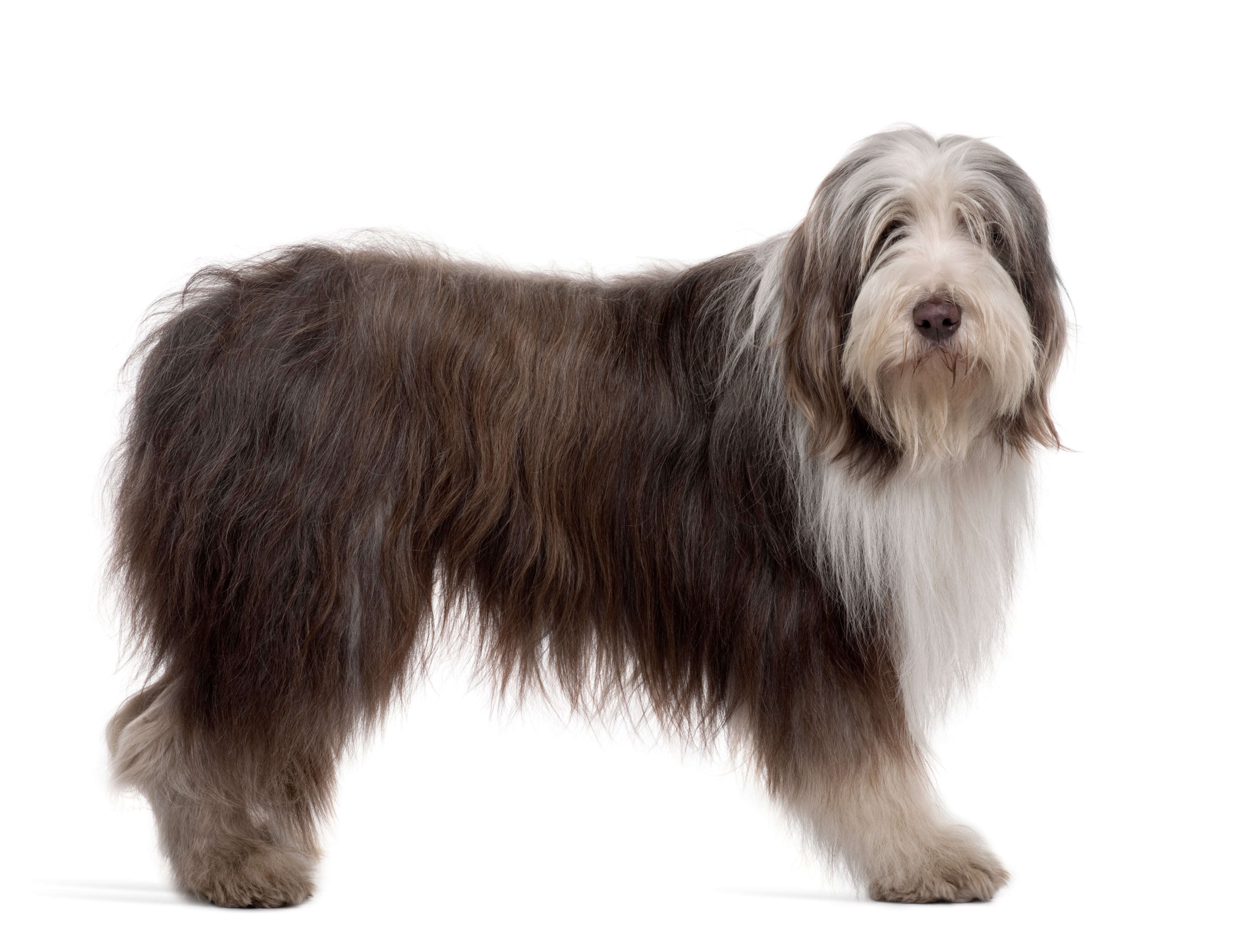 Profile of a standing Bearded Collie dog breed against a white background