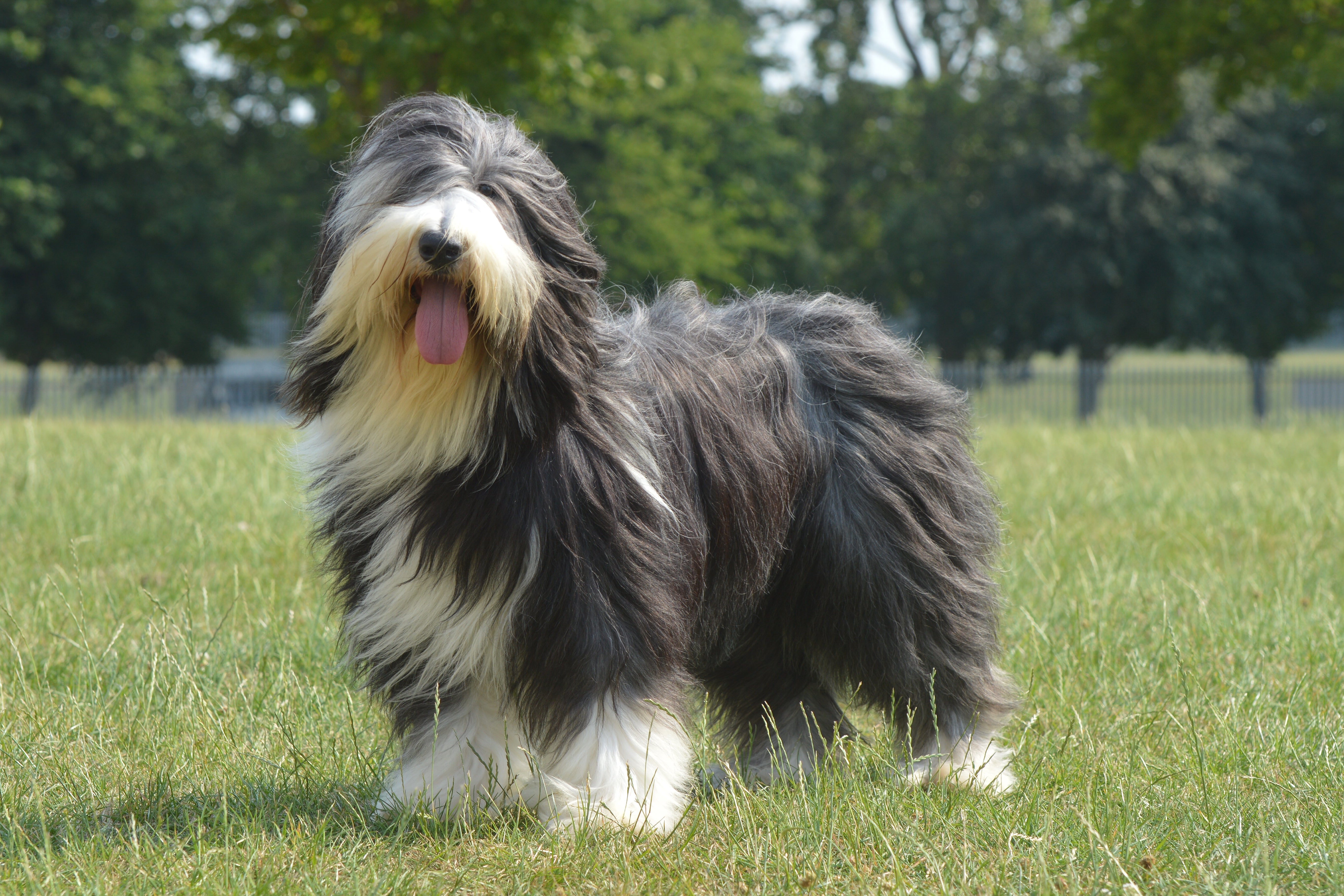 Bearded Collie dog breed standing on the grass panting