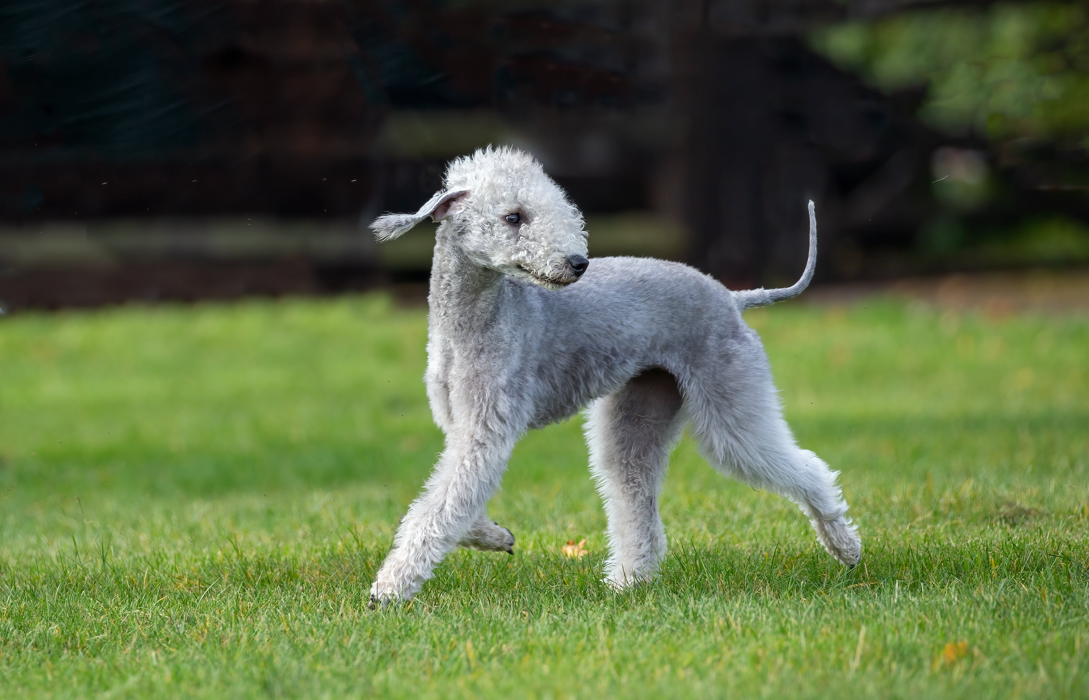 Bedlington Terrier dog breed trotting on the grass with ear flapping and tail up