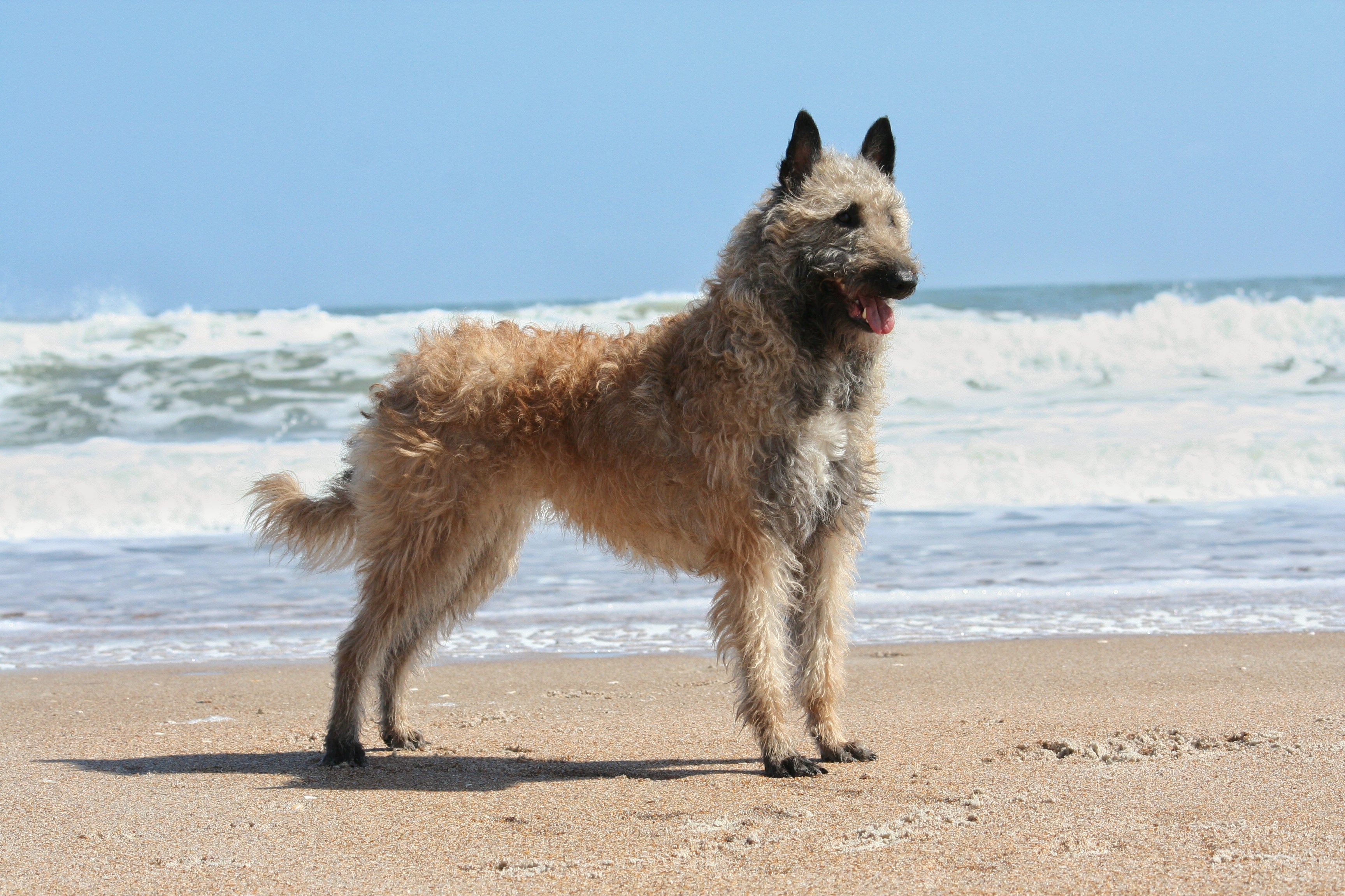 Belgian Shepherd Laekenois dog breed standing side view on sand with ocean in background