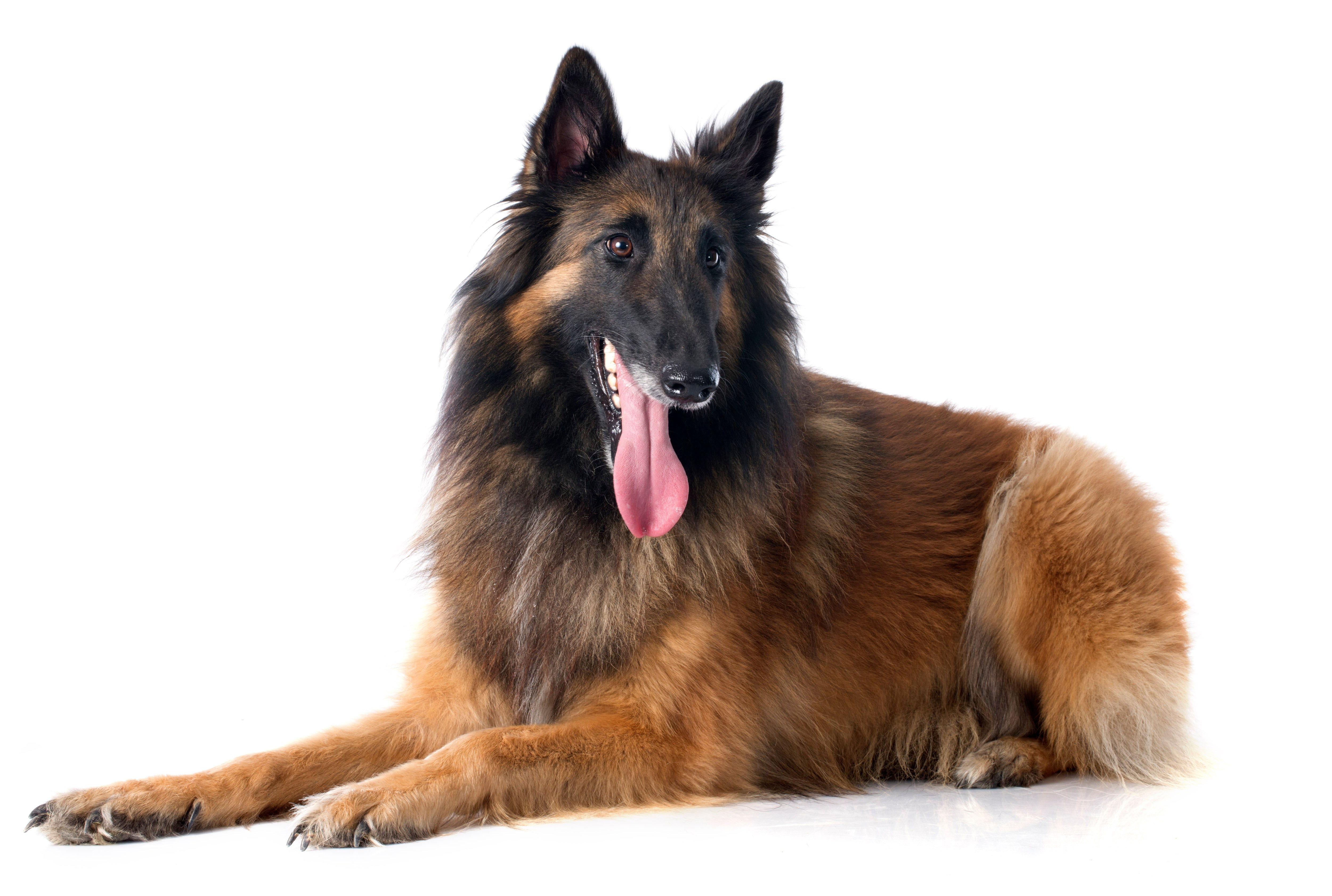 Belgian Shepherd Tervueren dog breed laying down panting against a white background