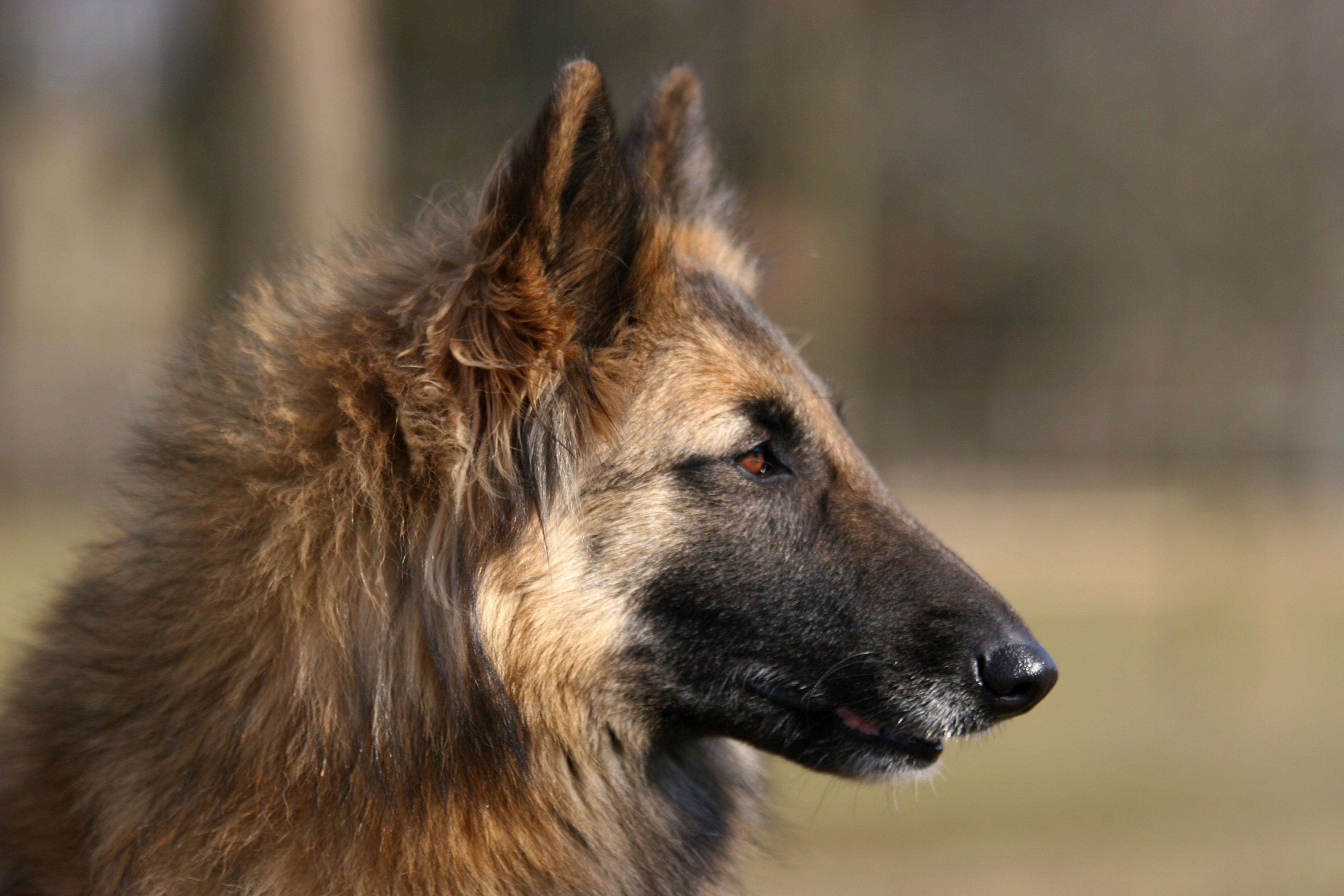 Belgian Shepherd Tervueren dog breed headshot from the side