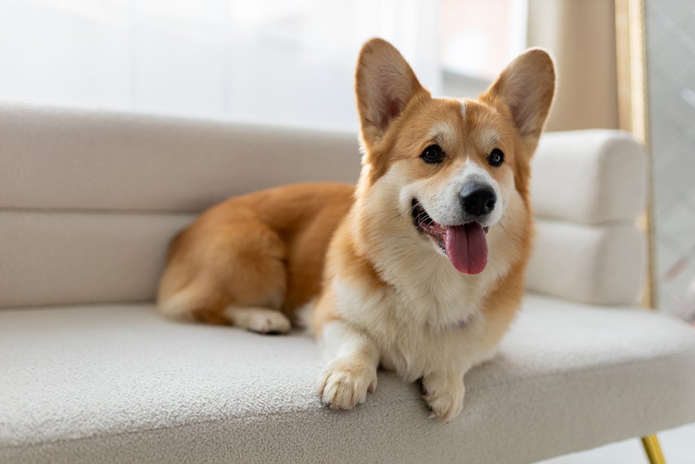 tan and white corgi laying on white couch