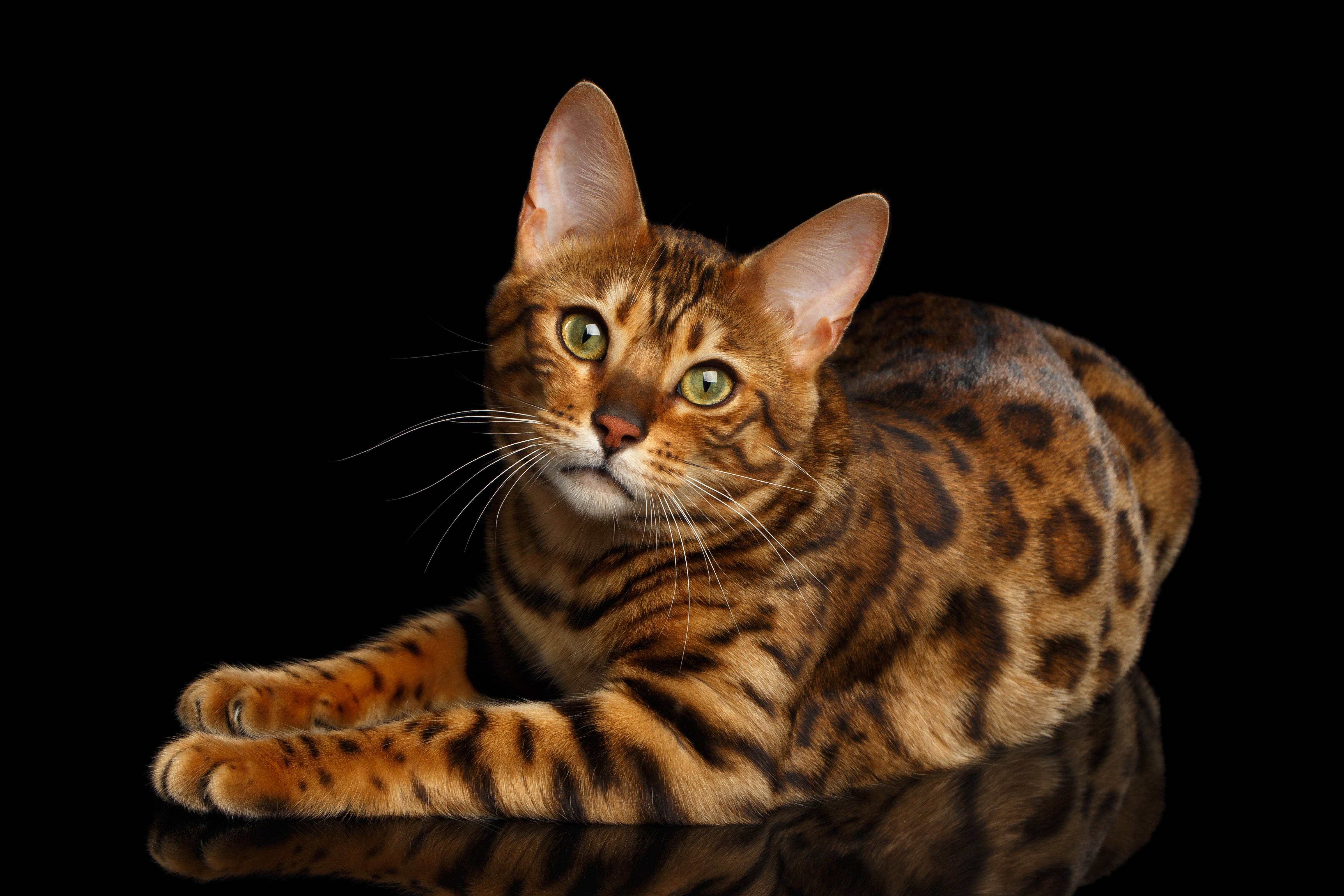 Bengal cat breed laying down turned looking at camera with paws out against a black background