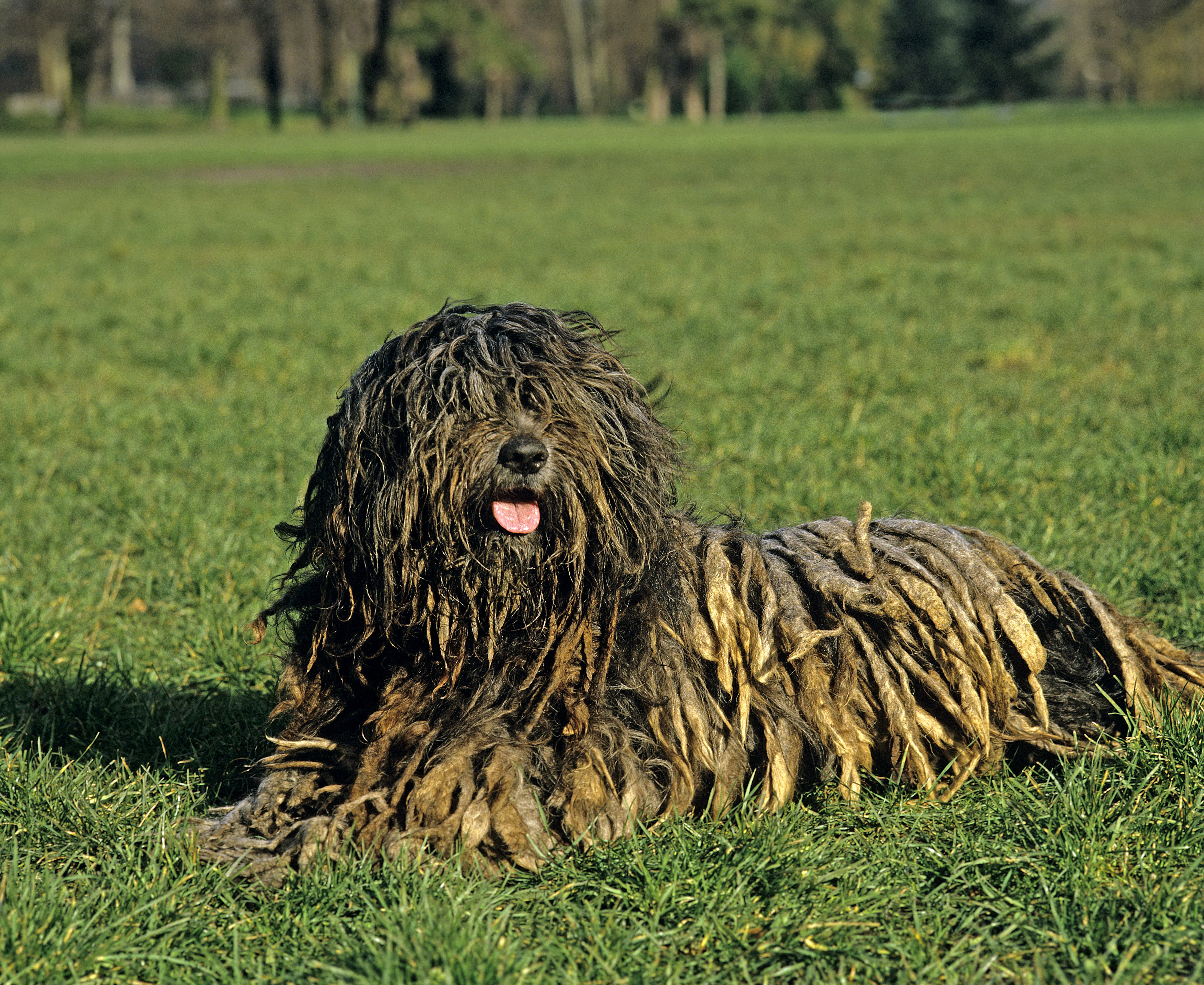 Dark Bergamasco Sheepdog breed  with tongue out laying in the grass