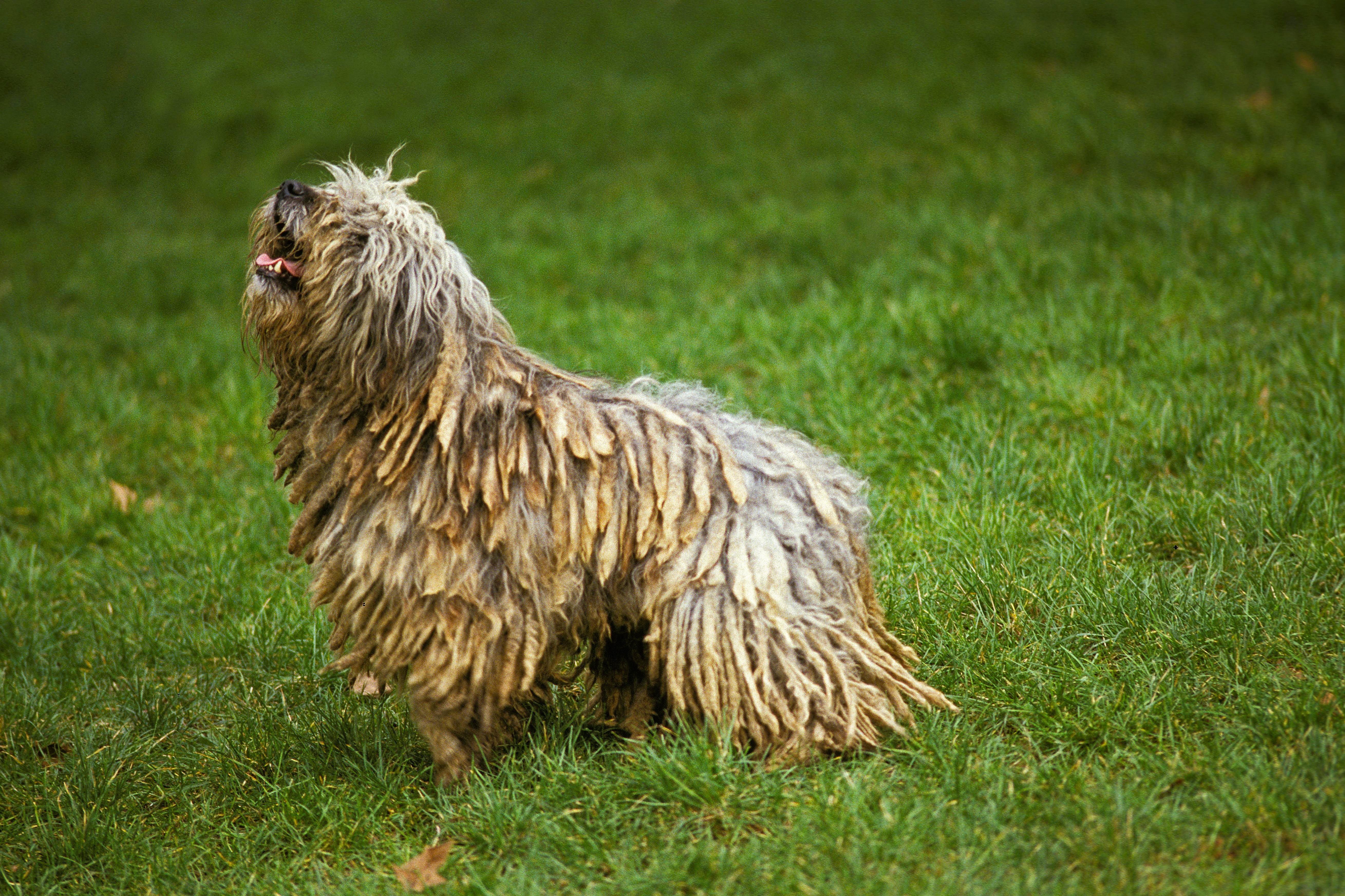 Light Bergamasco Sheepdog breed looking up standing side view in grass