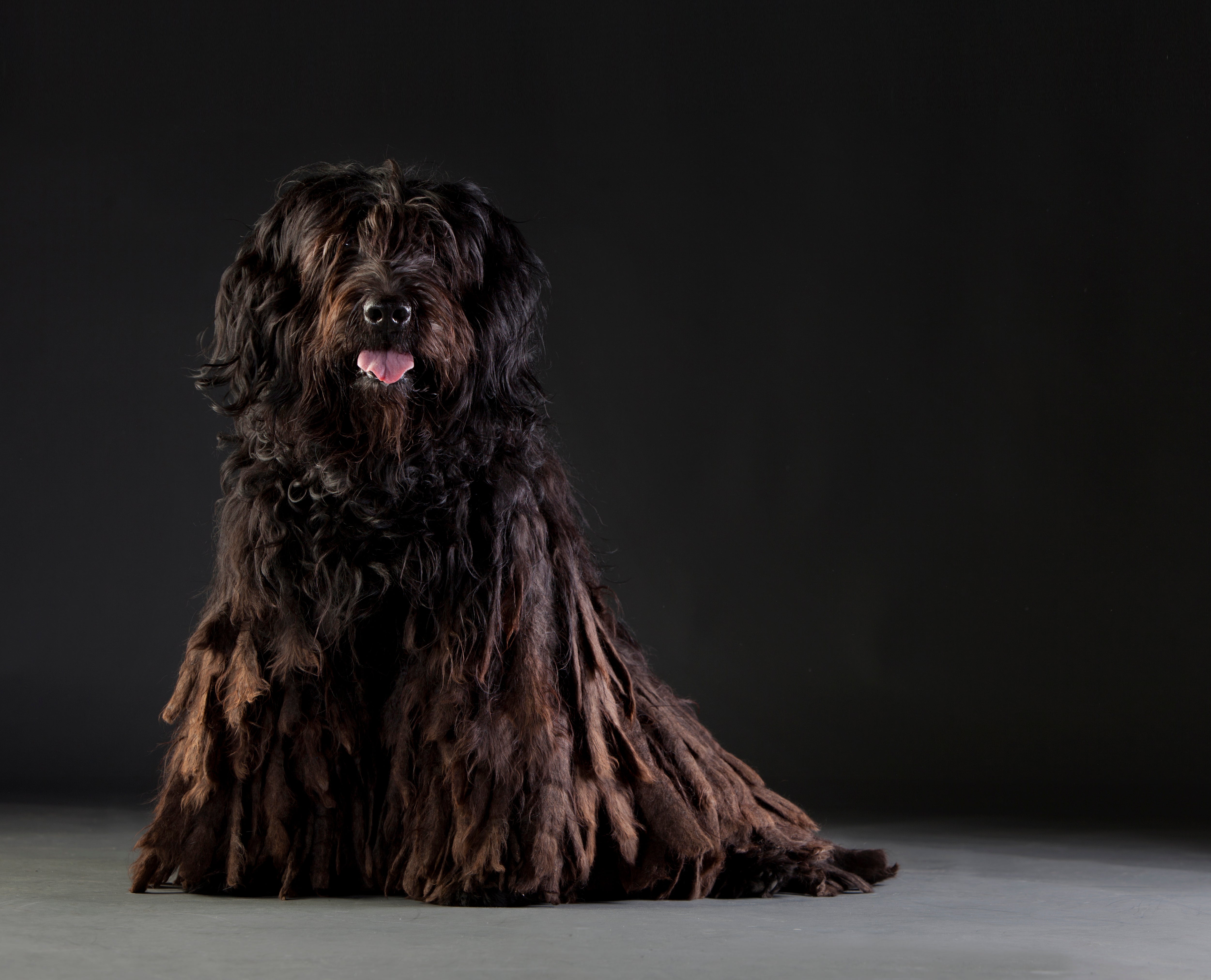 Dark Bergamasco Sheepdog breed sitting portrait on gray floor with black background