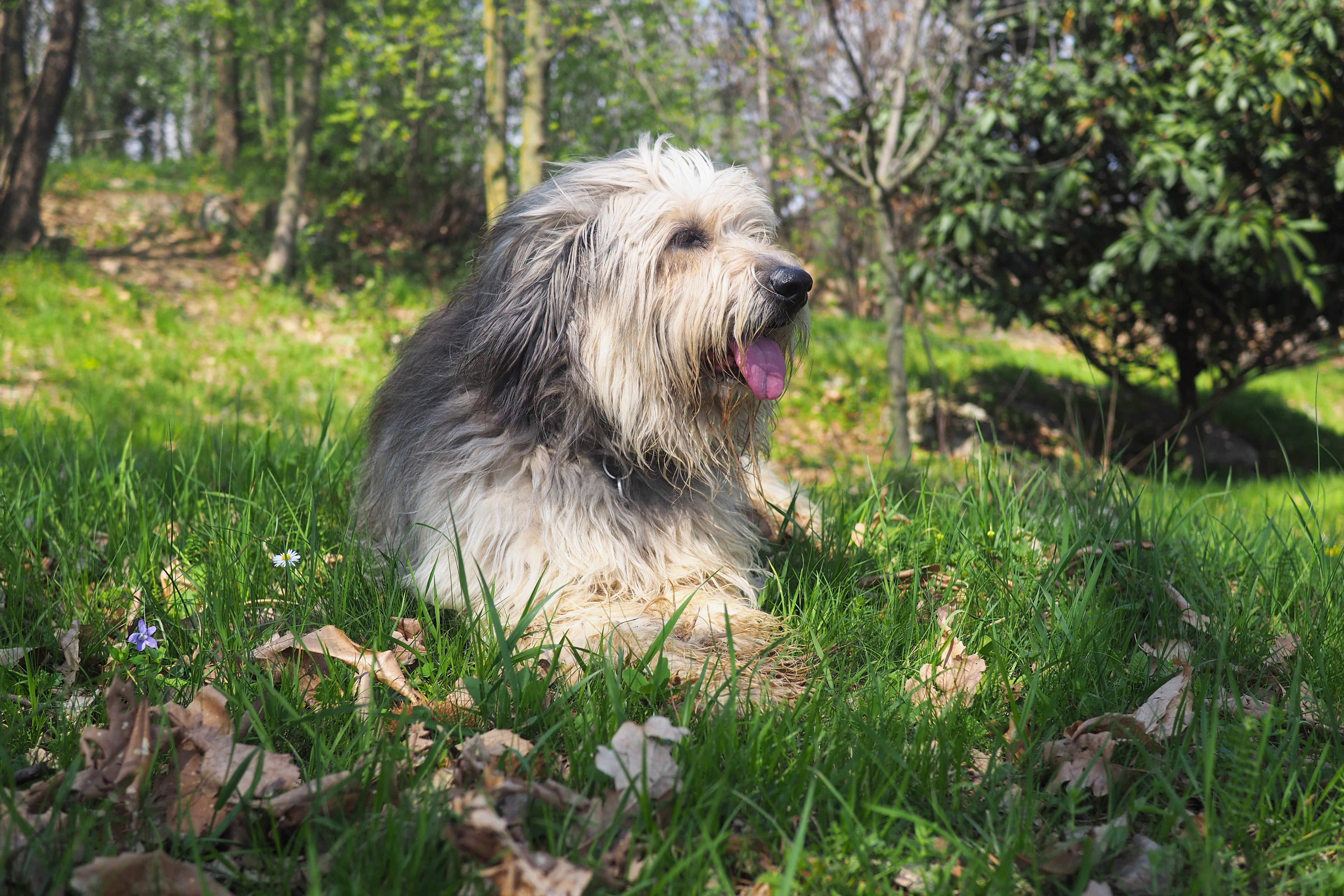 Bergamasco Sheepdog breed laying sideways with tongue out on grass with trees in background