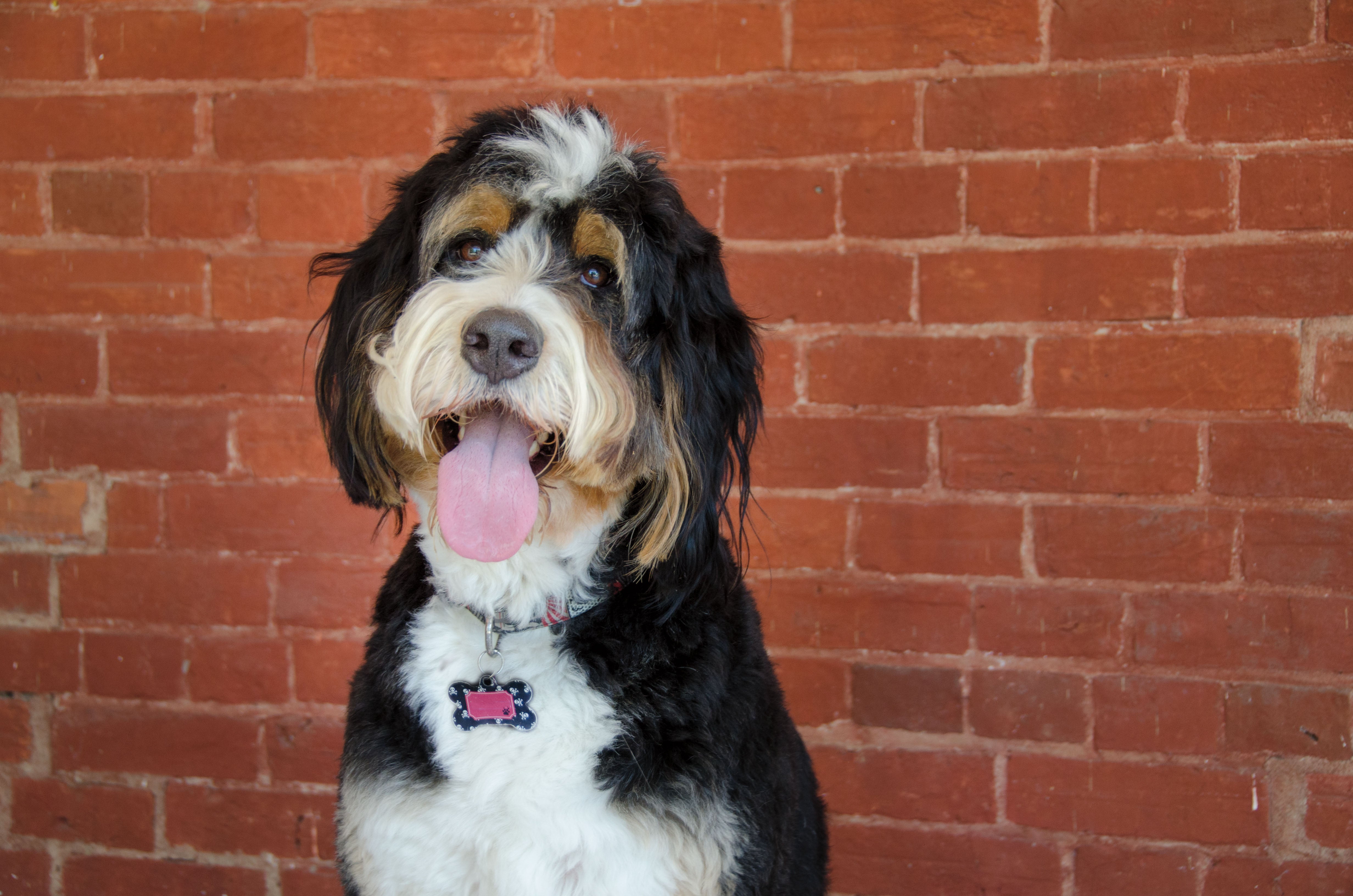 Bernadoodle dog breed facing camera from shoulder up with tongue out and a brick background