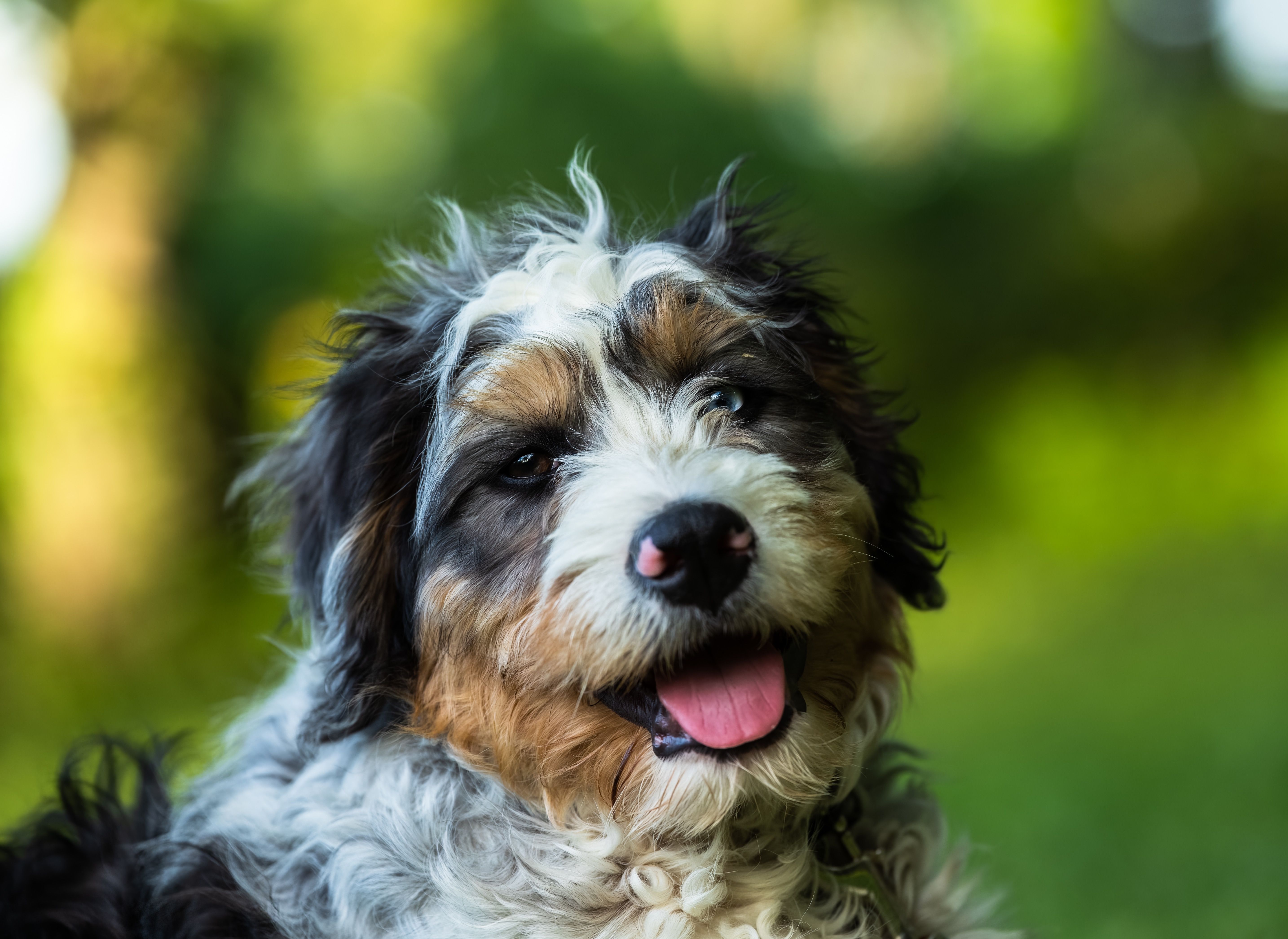 Multi colored Bernadoodle dog breed head view with tongue out against a blurred background