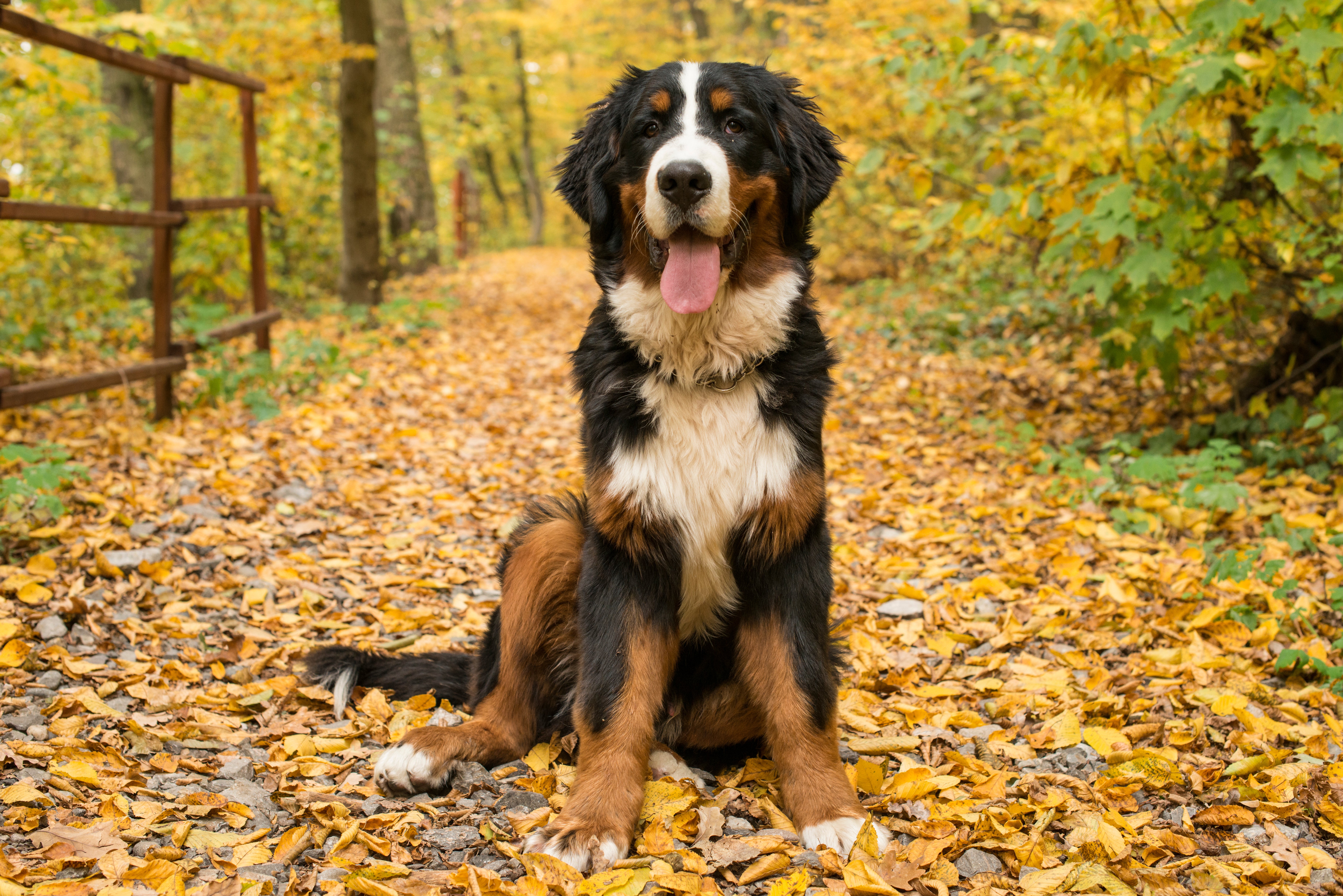 Bernese Mountain dog breed sitting with tongue out on a trail covered with fallen leaves