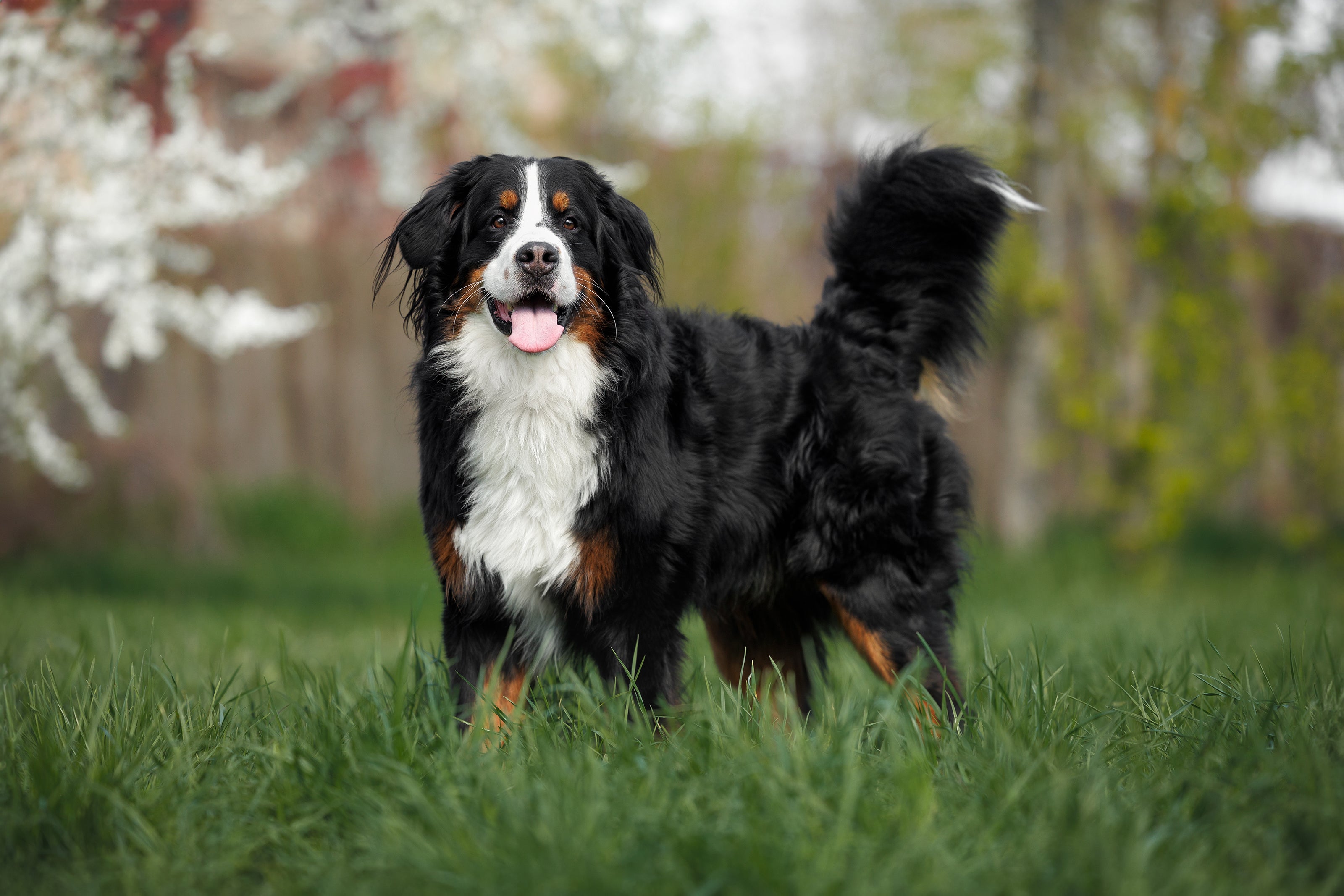 Black, white and tan Bernese Mountain Dog standing in grassy field