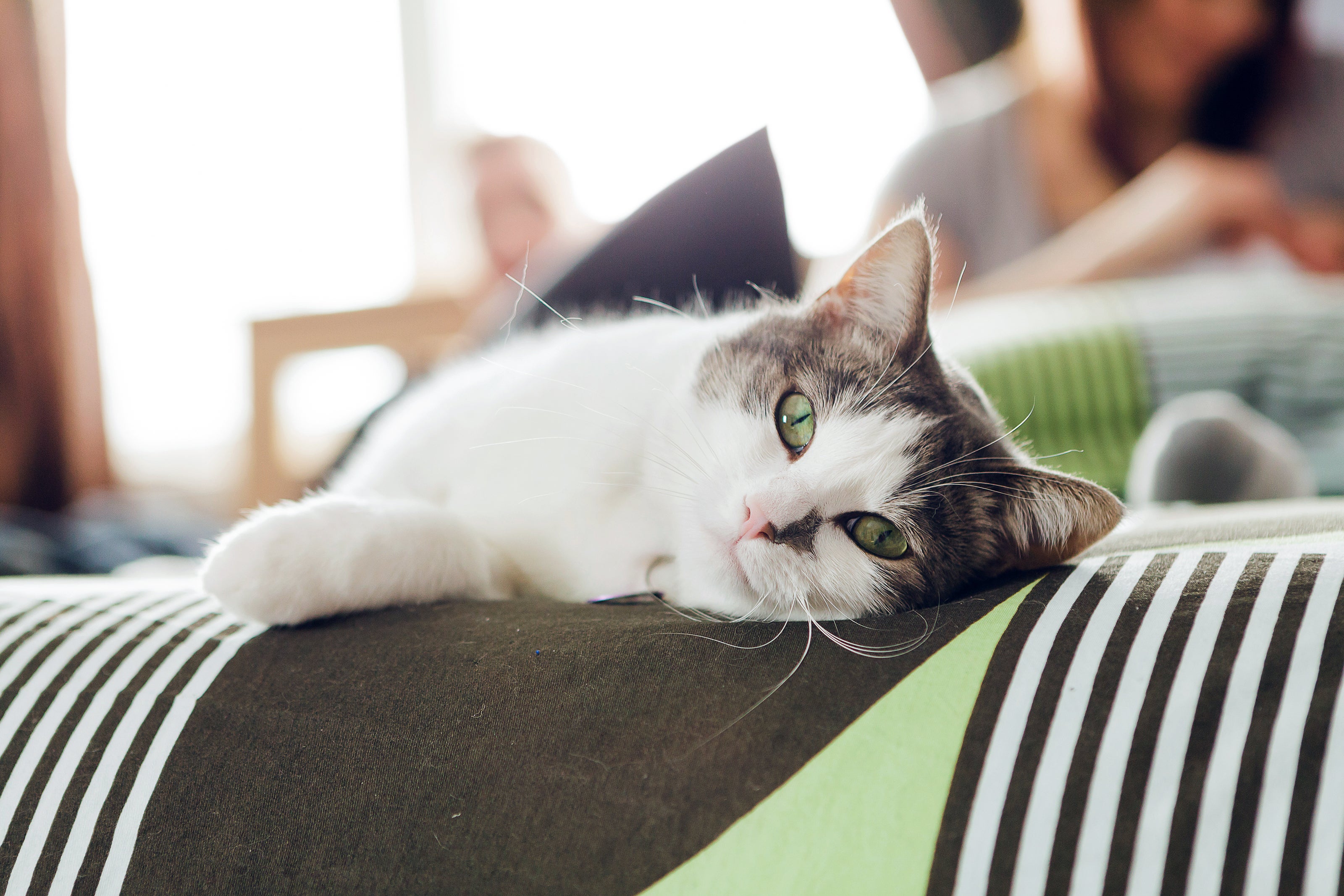sleepy cat laying on arm of furniture